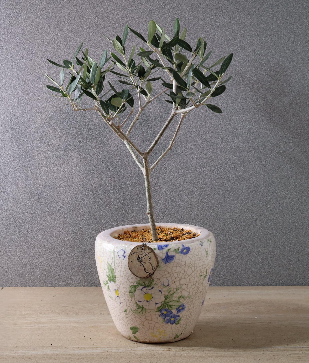515『オリーブ ルッカ 陶器鉢』【送料無料】 | MARX PLANTS | 観葉植物