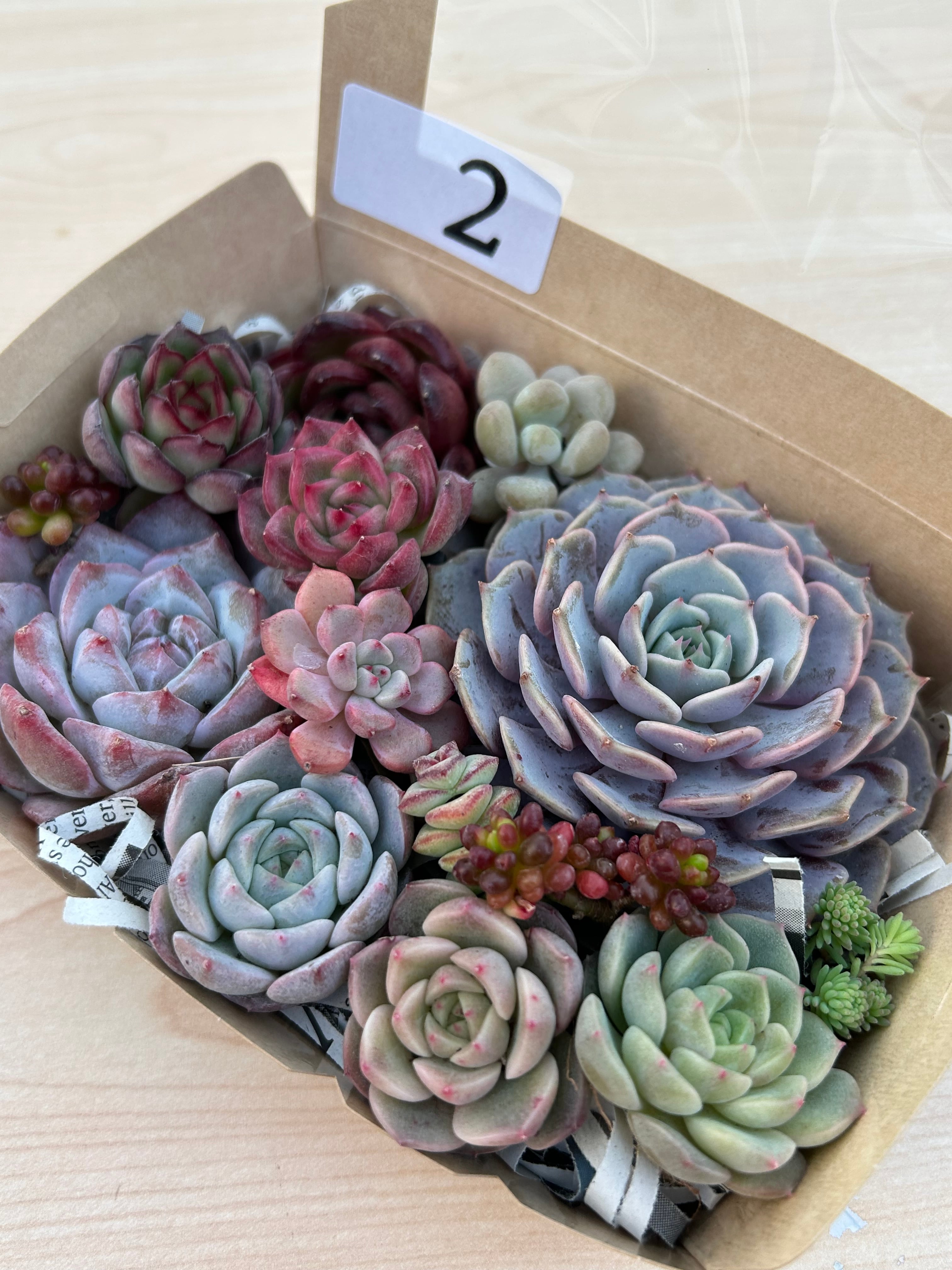 ◆多肉弁当◆カット苗詰め合せ☆M18-02