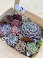 ◆多肉弁当◆カット苗詰め合せ☆M18-02