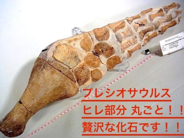 【 化石 】海洋爬虫類 プレシオサウルス Plesiosaurus (Zarafasaura) ヒレ部分 丸ごと 博物館級