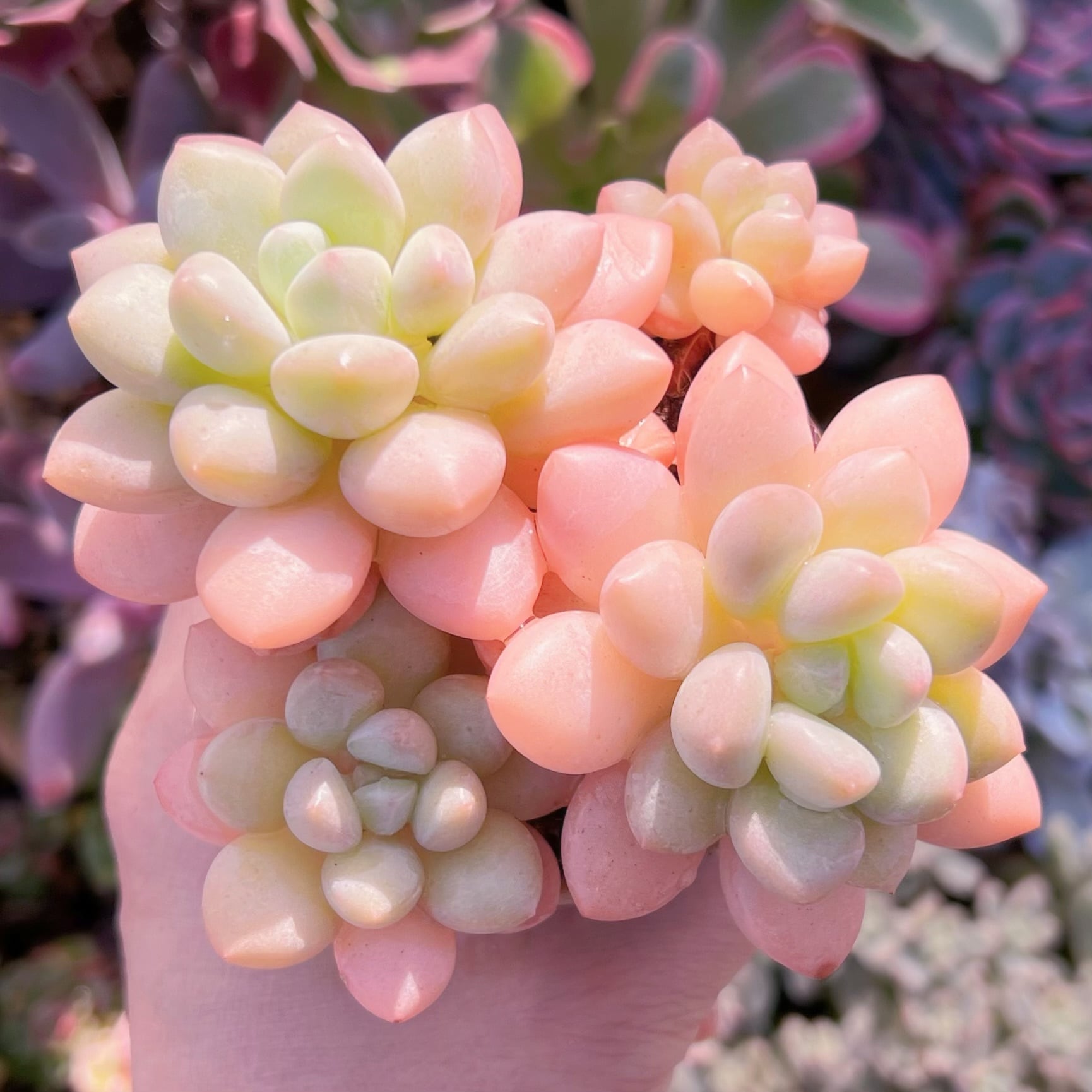 多肉植物　ピンクパール群生　大苗　新入荷　るる農園