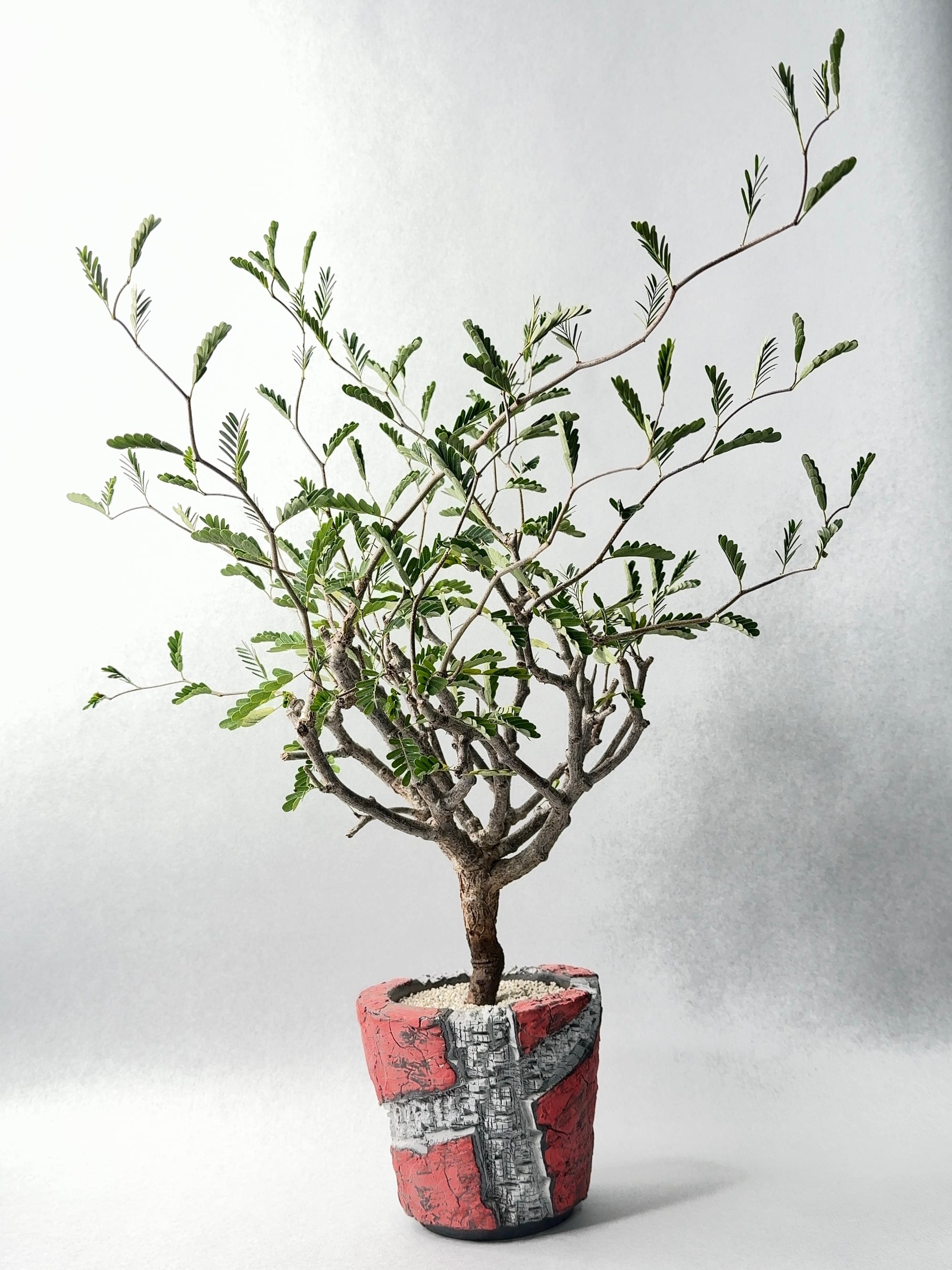 佐藤恵一・創造 | trigger