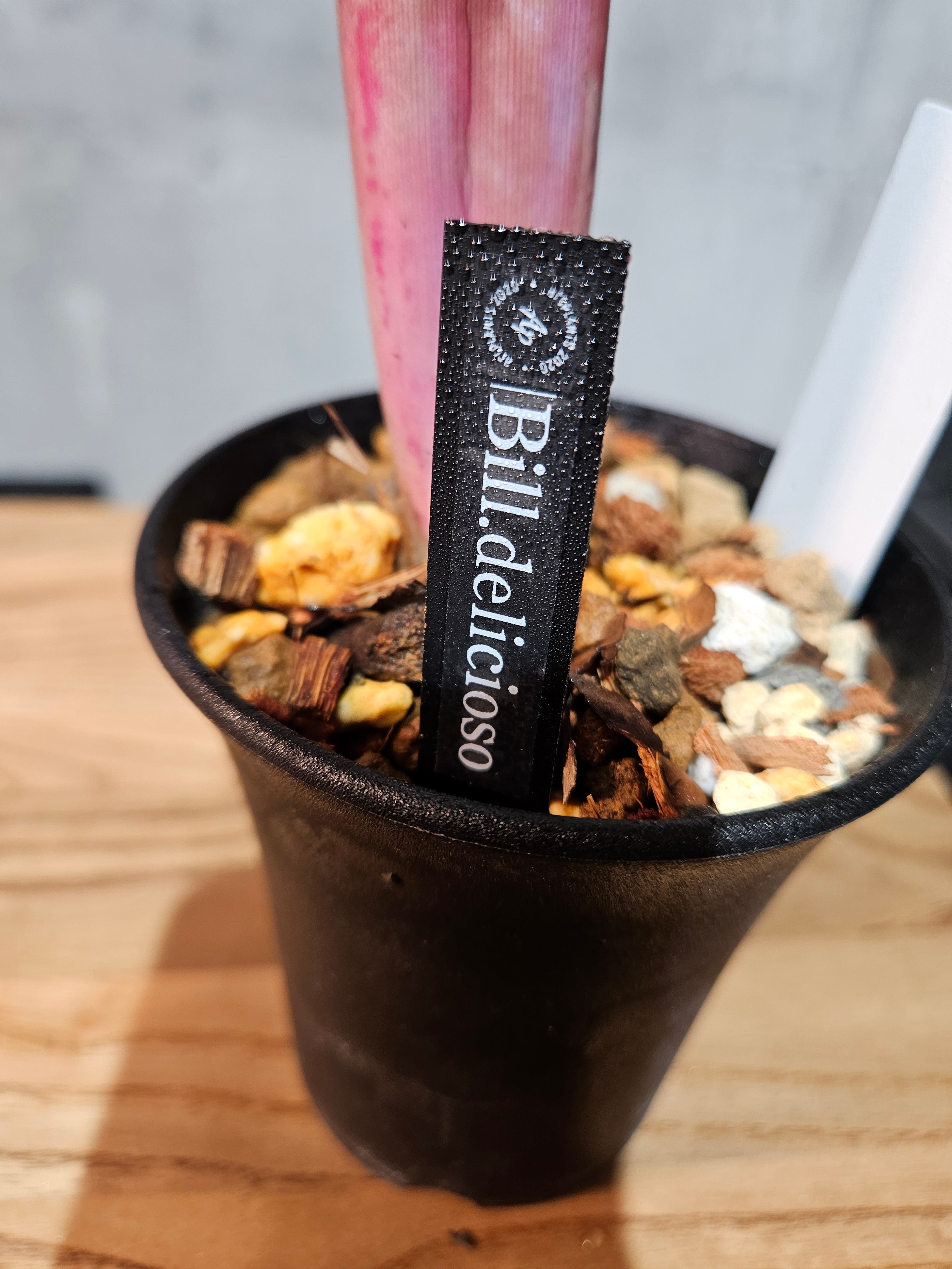 Bill.delicicos 【artPLANTs/PLANTS GARAGE 】 ビルベルギア