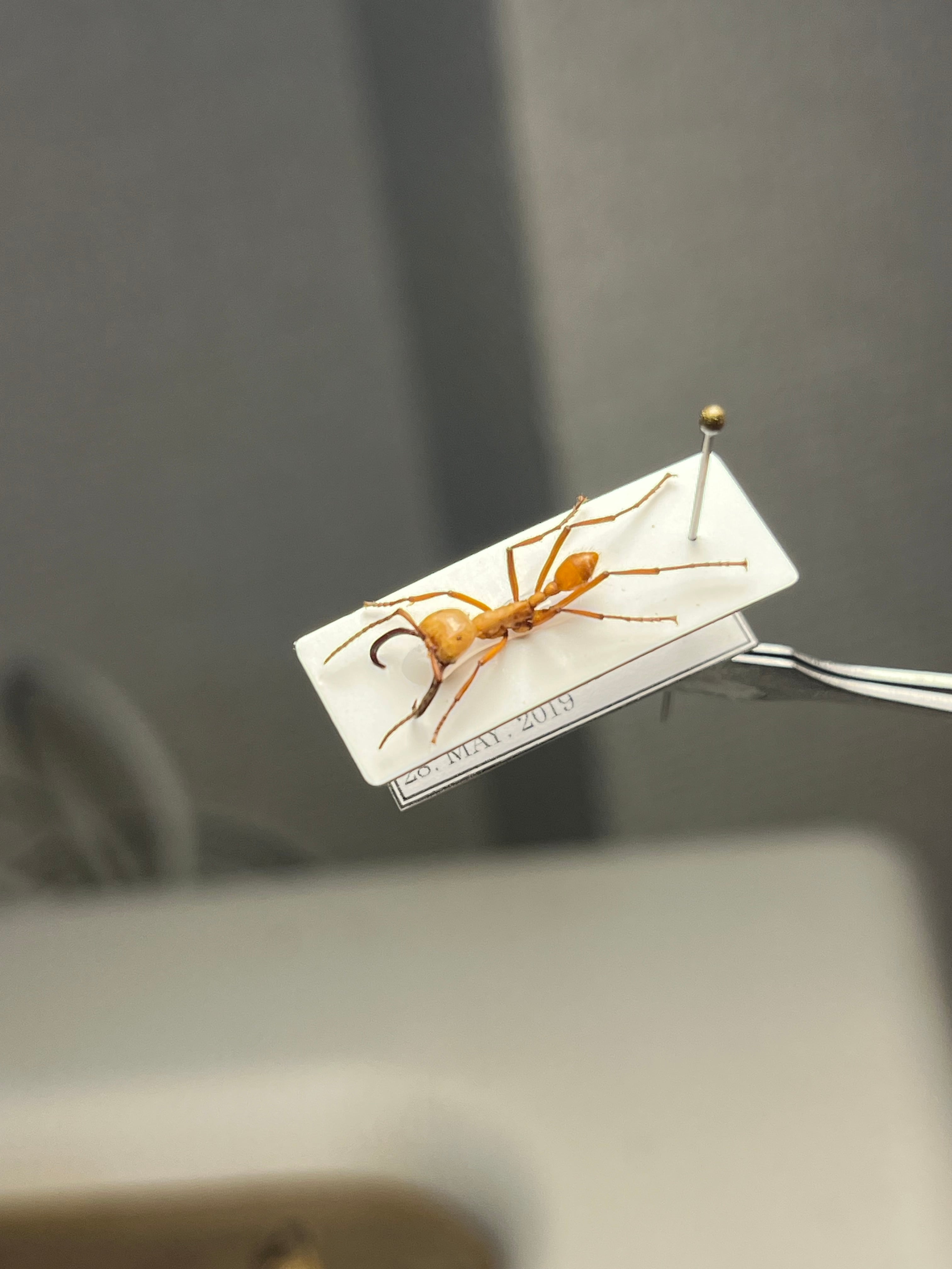 シリキレグモ LS2cm程 タランチュラムカデ蜘蛛センチピード