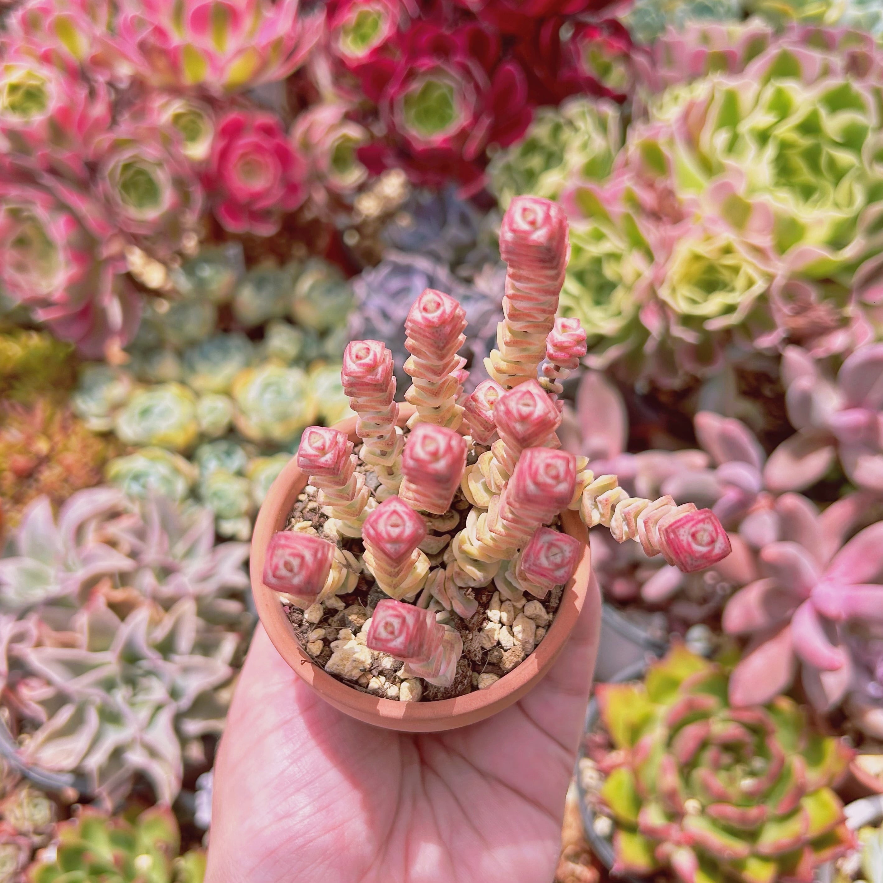 2204現物 多肉植物 ファンタジー錦 | るる農園~多肉植物専門