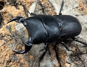 【WD】《ドルクスリンビン 32mm ペア》