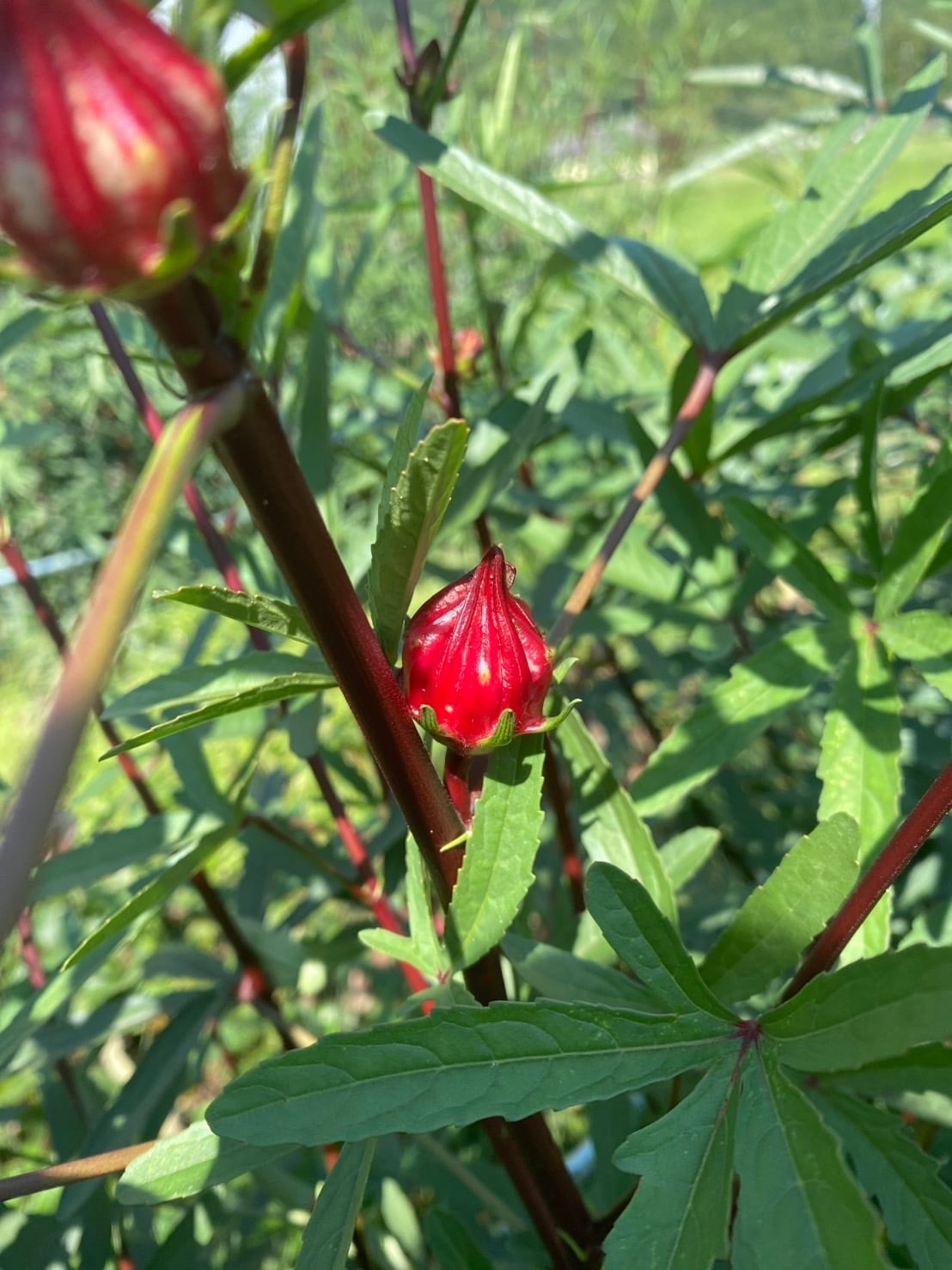 いちじくローゼルジャム