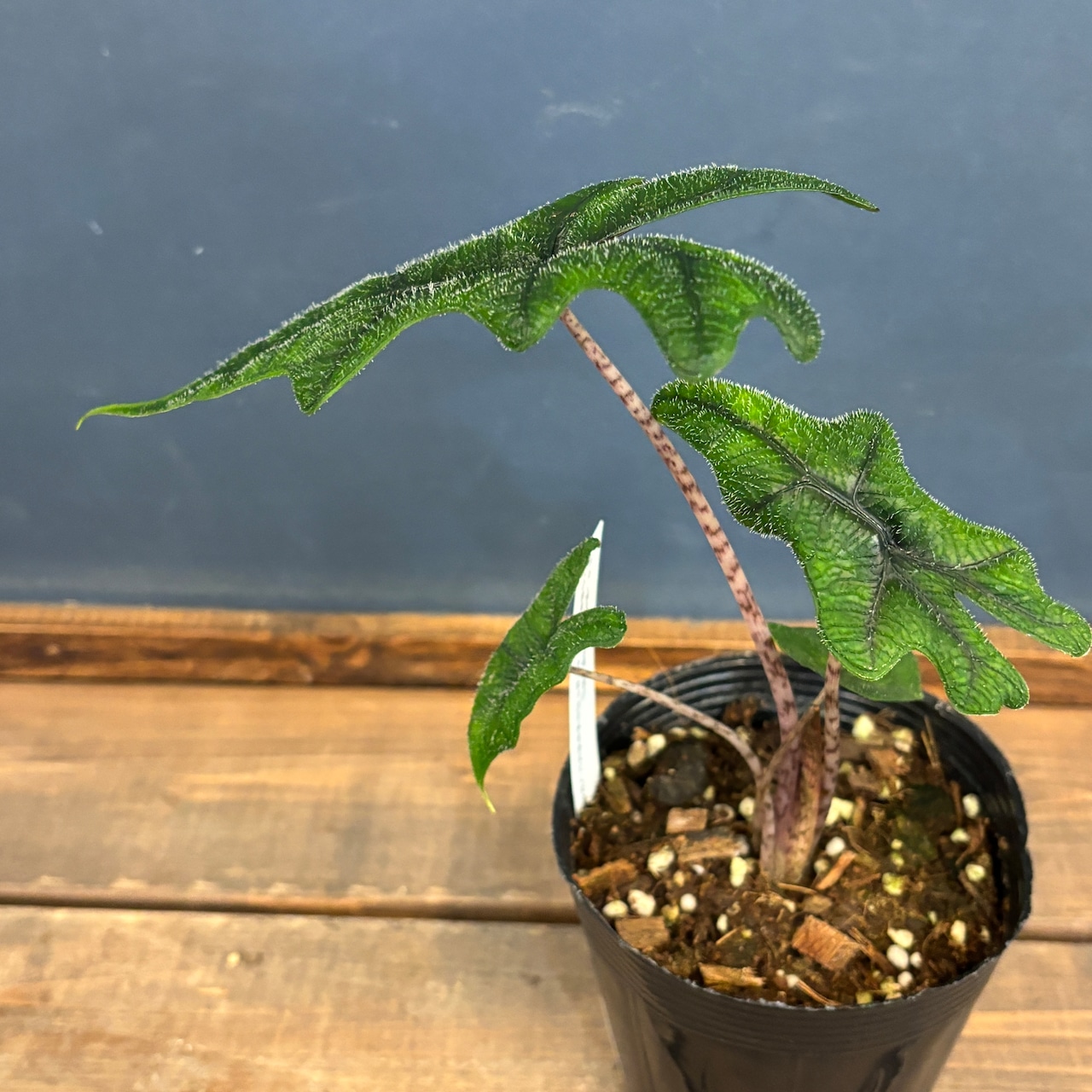 アロカシア ジャックリン【257】