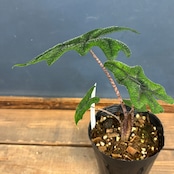 アロカシア ジャックリン【257】