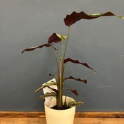 【新着3日限定10%OFF】カラテア　ホワイトスター【1062】