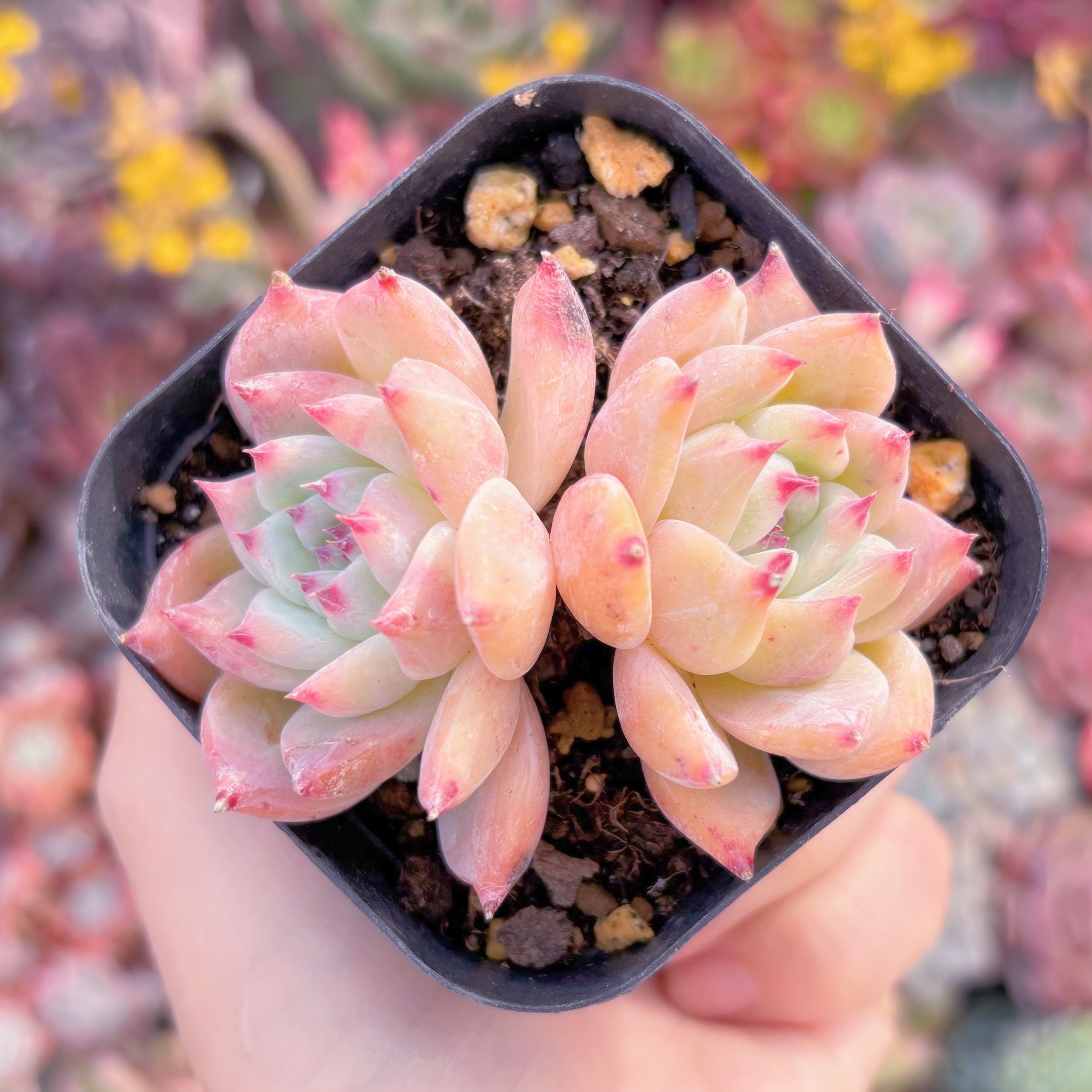 現品　紫鈴#M162　群生　古株　るる農園