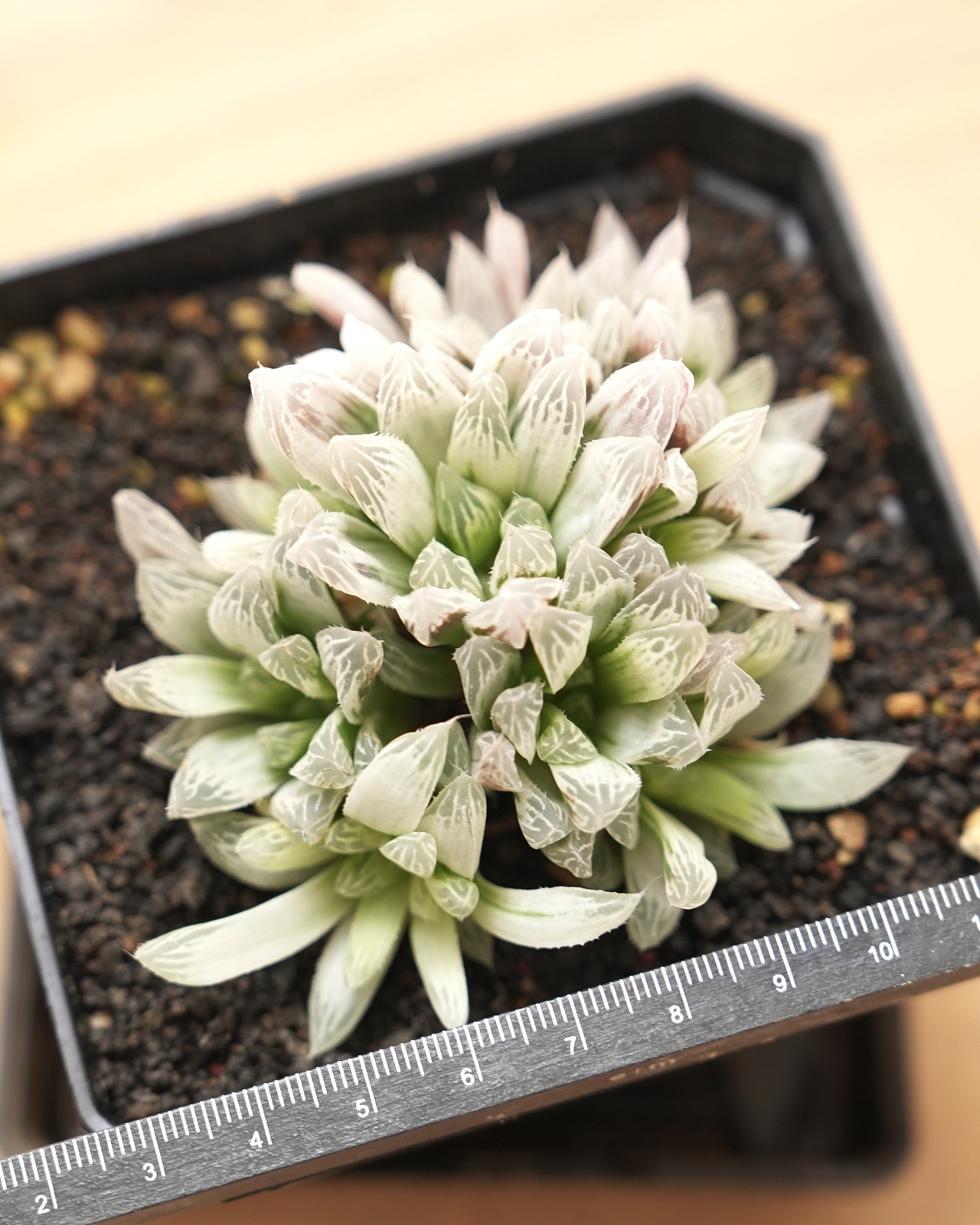 【PREMIUM】 抜き苗 白斑玉露 大群生株 Haworthia cooperi 'Silver Swirl'