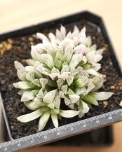 【PREMIUM】 抜き苗 白斑玉露 大群生株 Haworthia cooperi 'Silver Swirl'