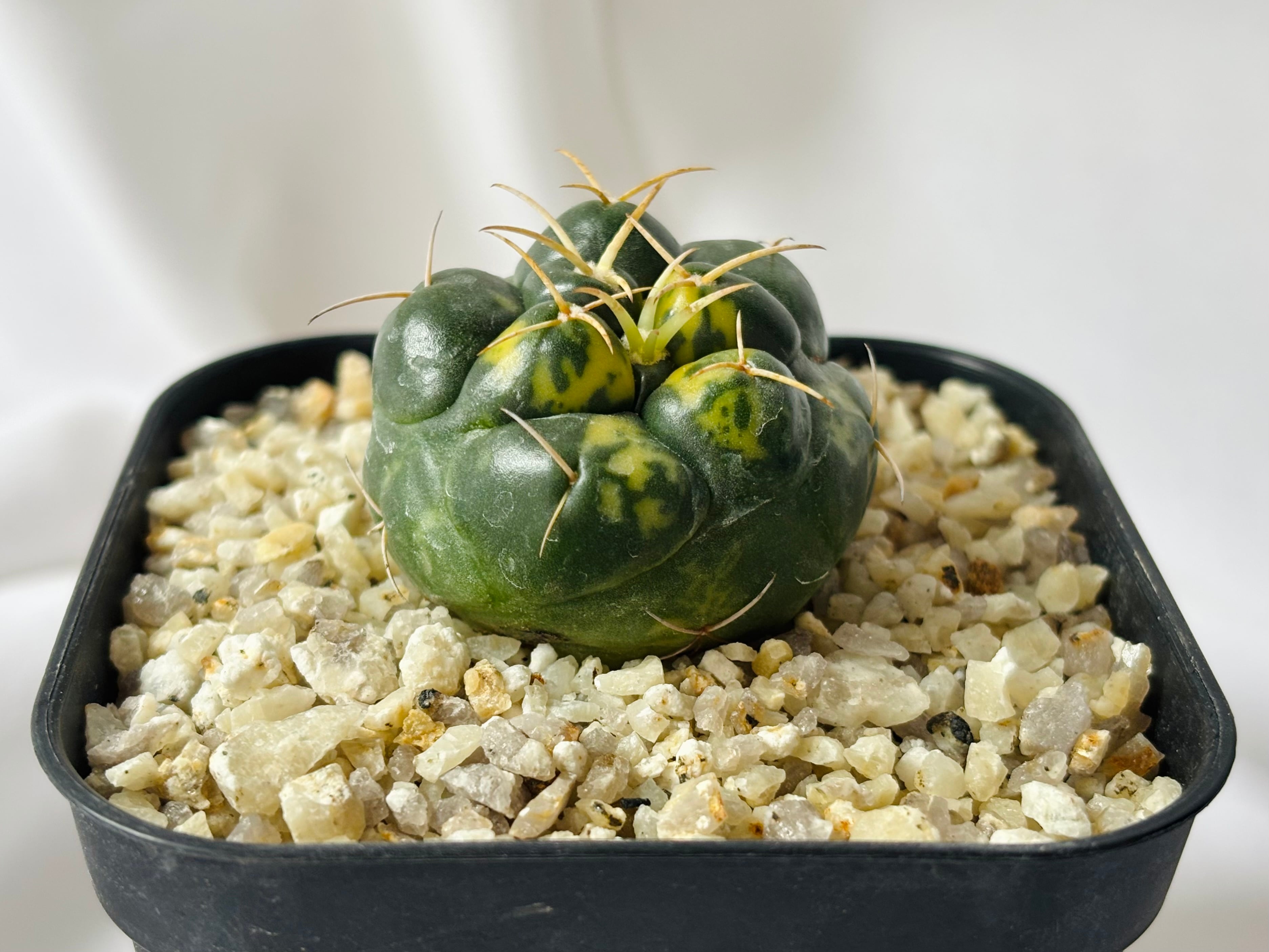 コリファンタ・黄葉象牙丸(抜き苗) コリファンタ・黄葉象牙丸(抜き苗)