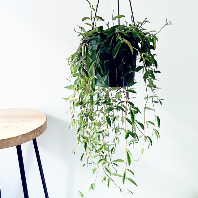 【店舗・法人様向け】オープニング支援 観葉植物セレクトセット｜calm cafe