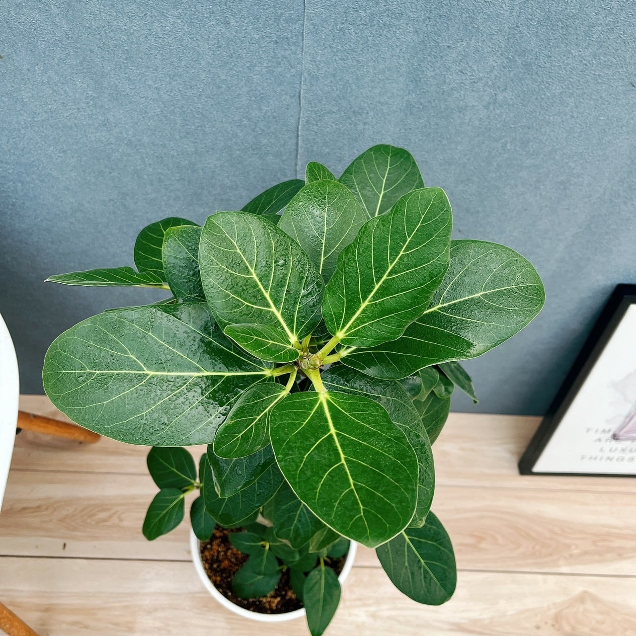 現品］81番 フィカス ベンガレンシス 曲がり 8号 観葉植物 室内 大型