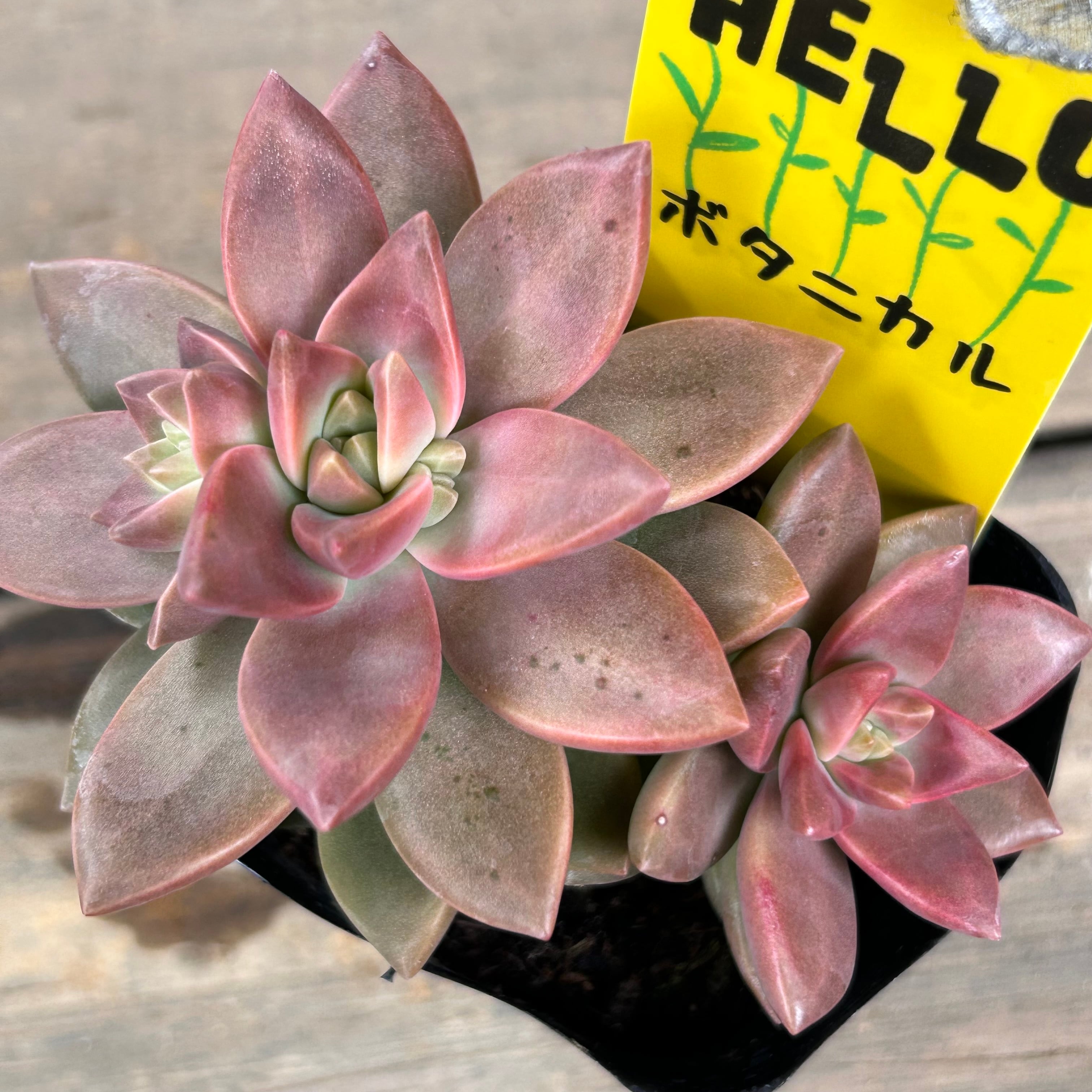 カリフォルニアサンセット | RuPo 多肉植物専門店