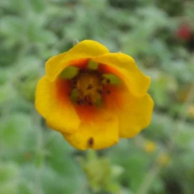 ポテンチラ アトロサンギネア　ver. アルジロフィラ