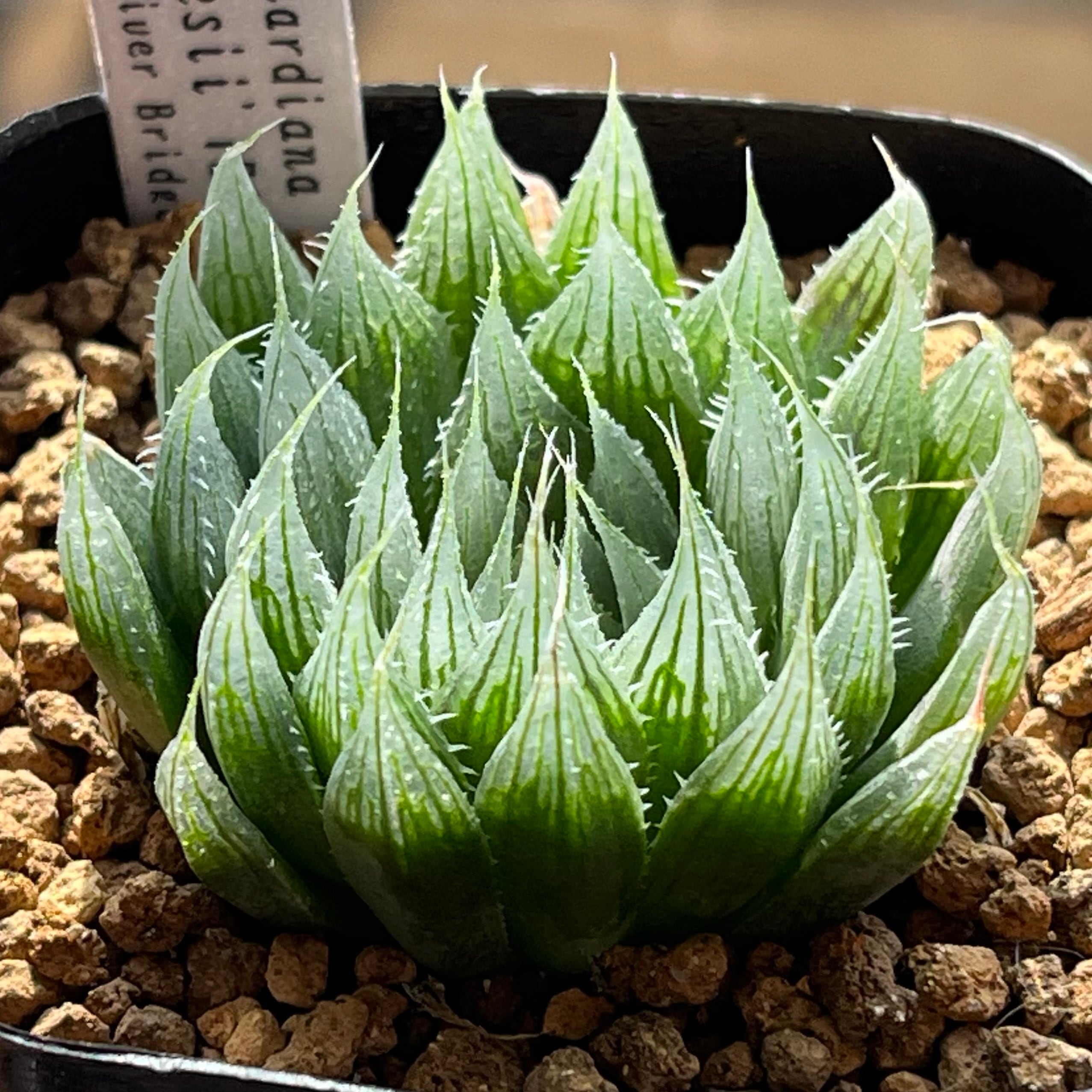 ハオルチオプシス 泪珠錦 | mocono_plants