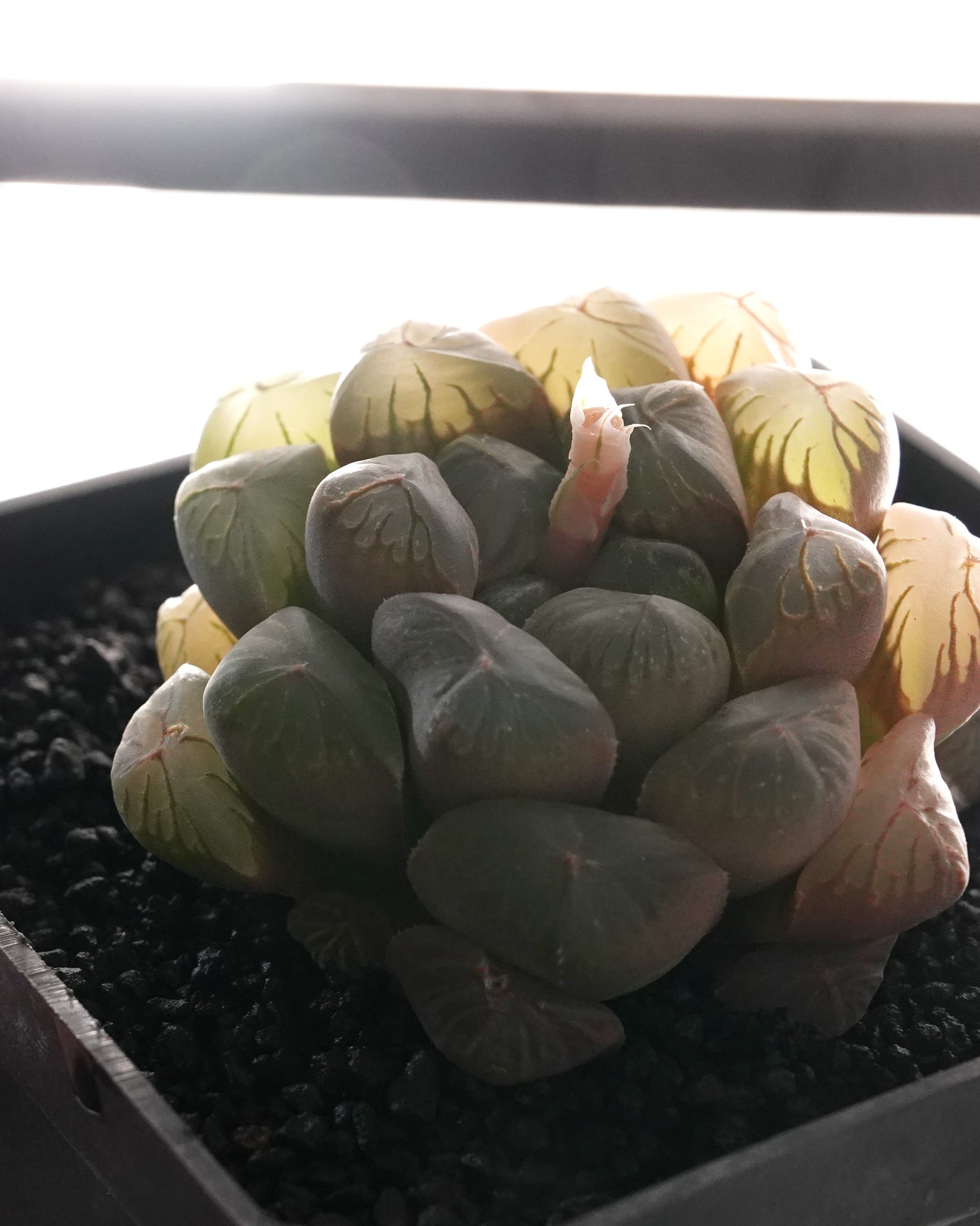 カット苗 ハオルチア 玉露 Haworthia 'Gyokuro' | PUKUBOOK SUCCULENTS