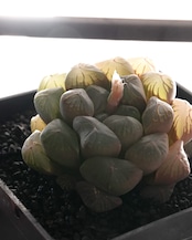 カット苗 ハオルチア 玉露 Haworthia 'Gyokuro'