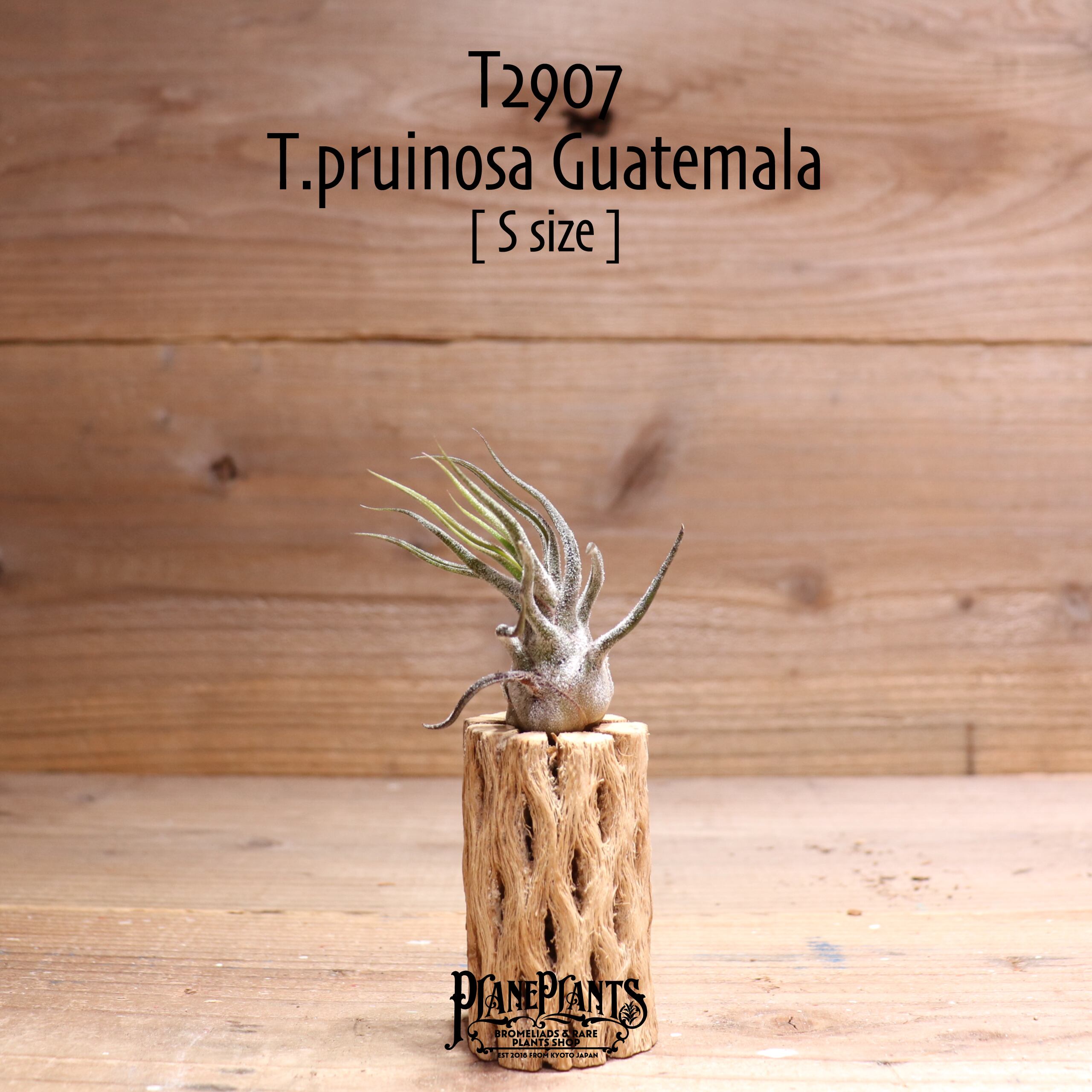 【送料無料】プルイノーサ グアテマラ S〔エアプランツ〕現品発送T2907