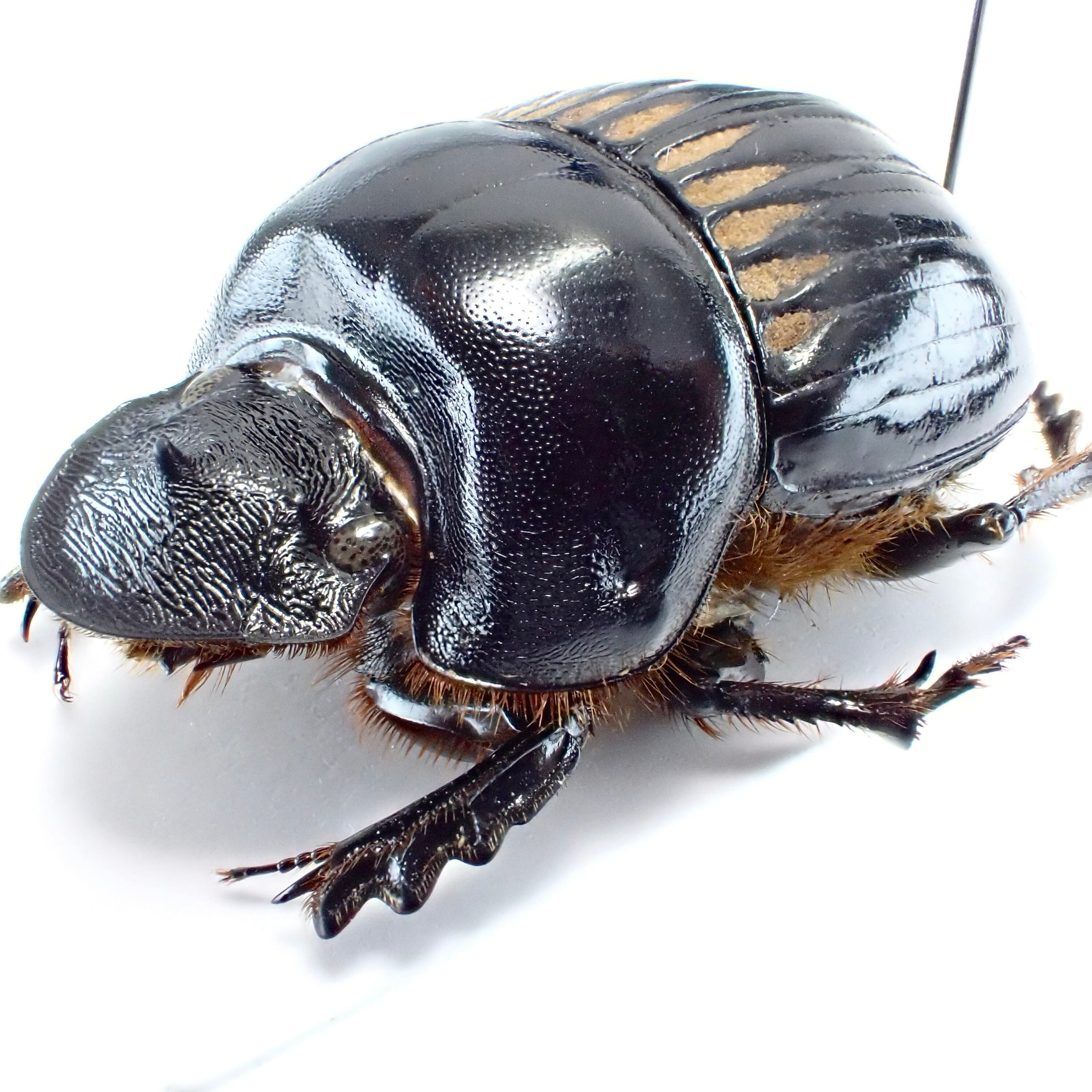 標本 Taiwan Dytiscoidae sp.37mm 標本 Taiwan Dytiscoidae sp.37mm アルゼンチン産 Dichotomius bos