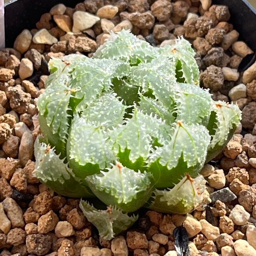 ハオルチア ジェリーフィッシュ錦① | mocono_plants