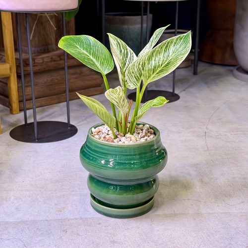 フィロデンドロン・バーキン