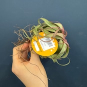 チランジア エリックノブロック【937】