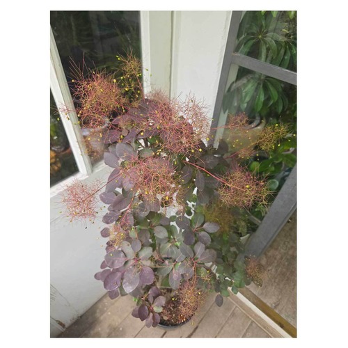 Smoke Tree 'Velvet Cloak'