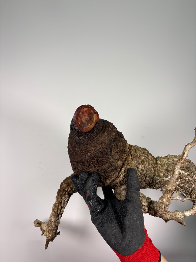 F192 現地発根株 オペルクリカリア パキプス 6/15 入荷 Operculicarya pachypus 塊根植物 現地球