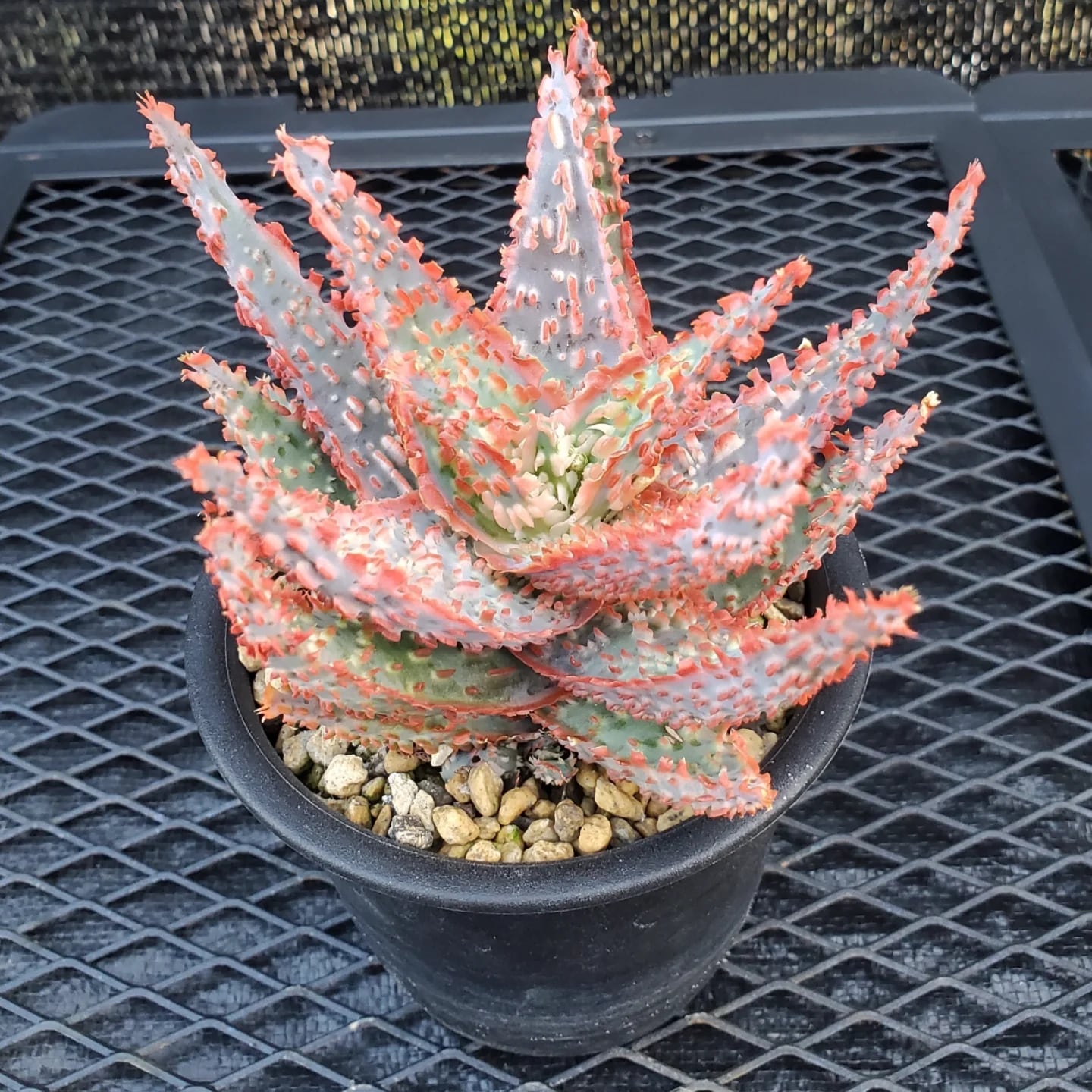 F00385_Aloe Hybrid：アロエ・ハイブリッド（子株） | レアプランツ