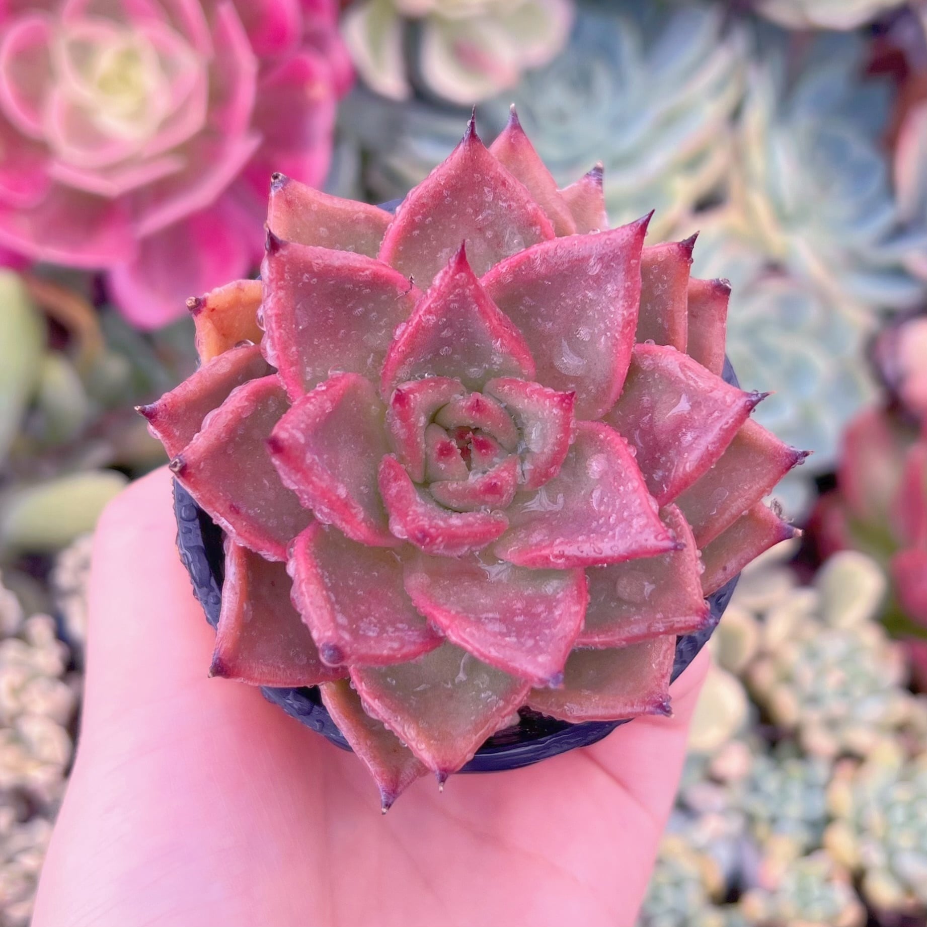 現品　ブラッドロメオ#687　るる農園