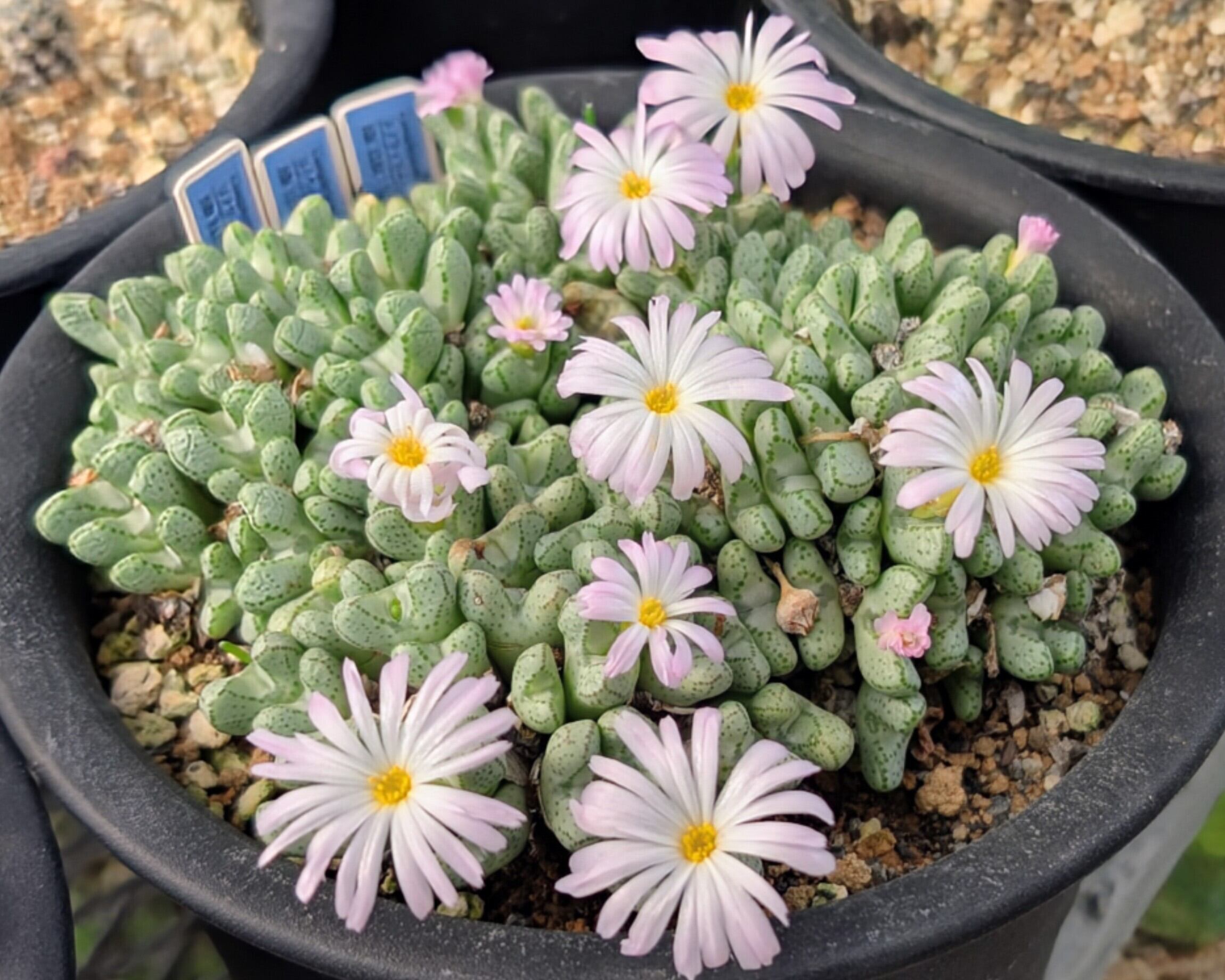 コノフィツム 種子(少量パック)⁄20粒Conophytum 種子⁄20粒Conophytum