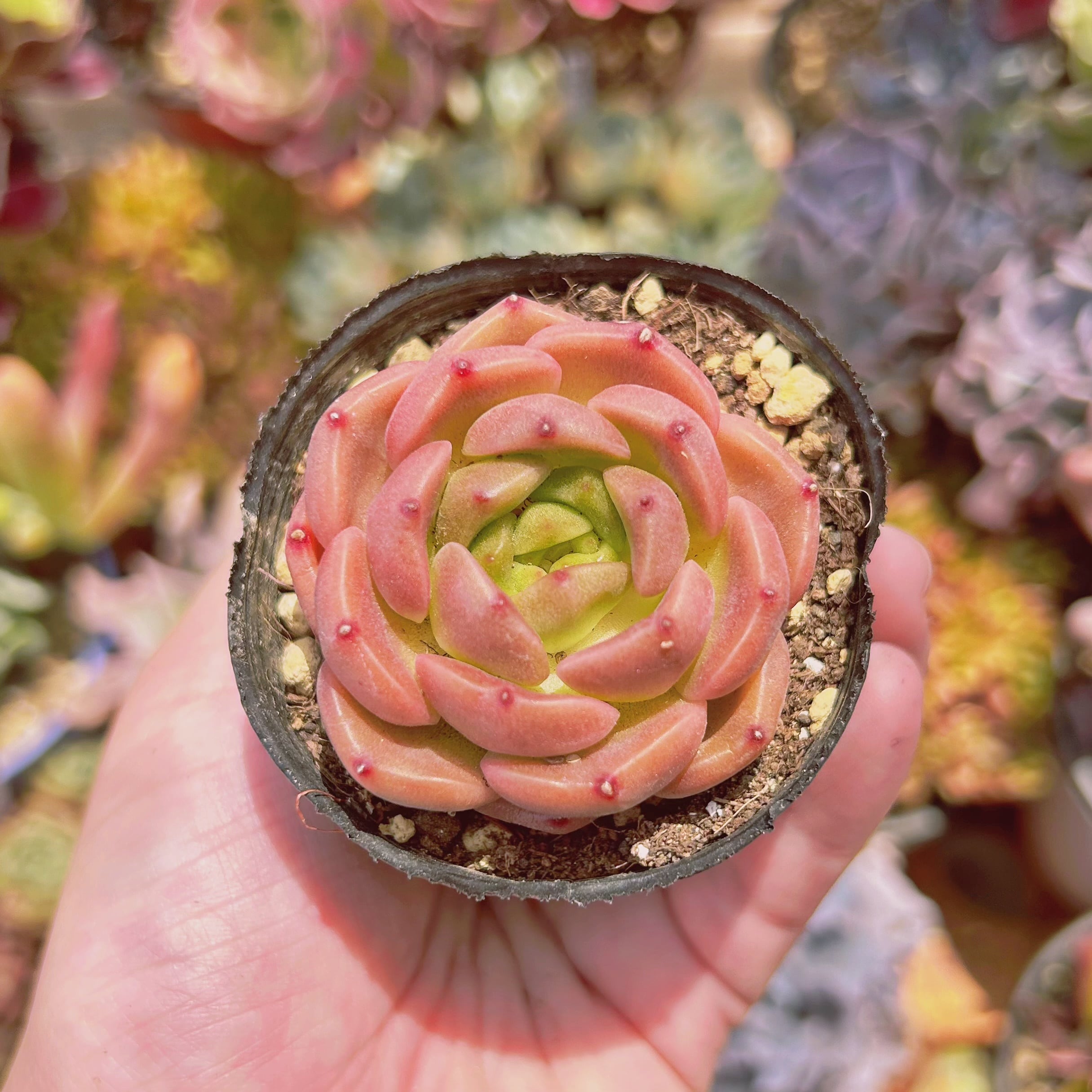 #2196現物　多肉植物　バターコヒー　抜き苗