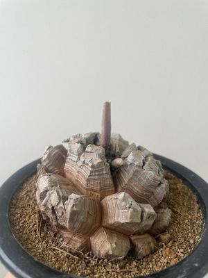 【新着】Dioscorea elephantipes【バッキバキの超良型・名人作出の選抜実生】ディオスコレアエレファンティペス 亀甲竜_1