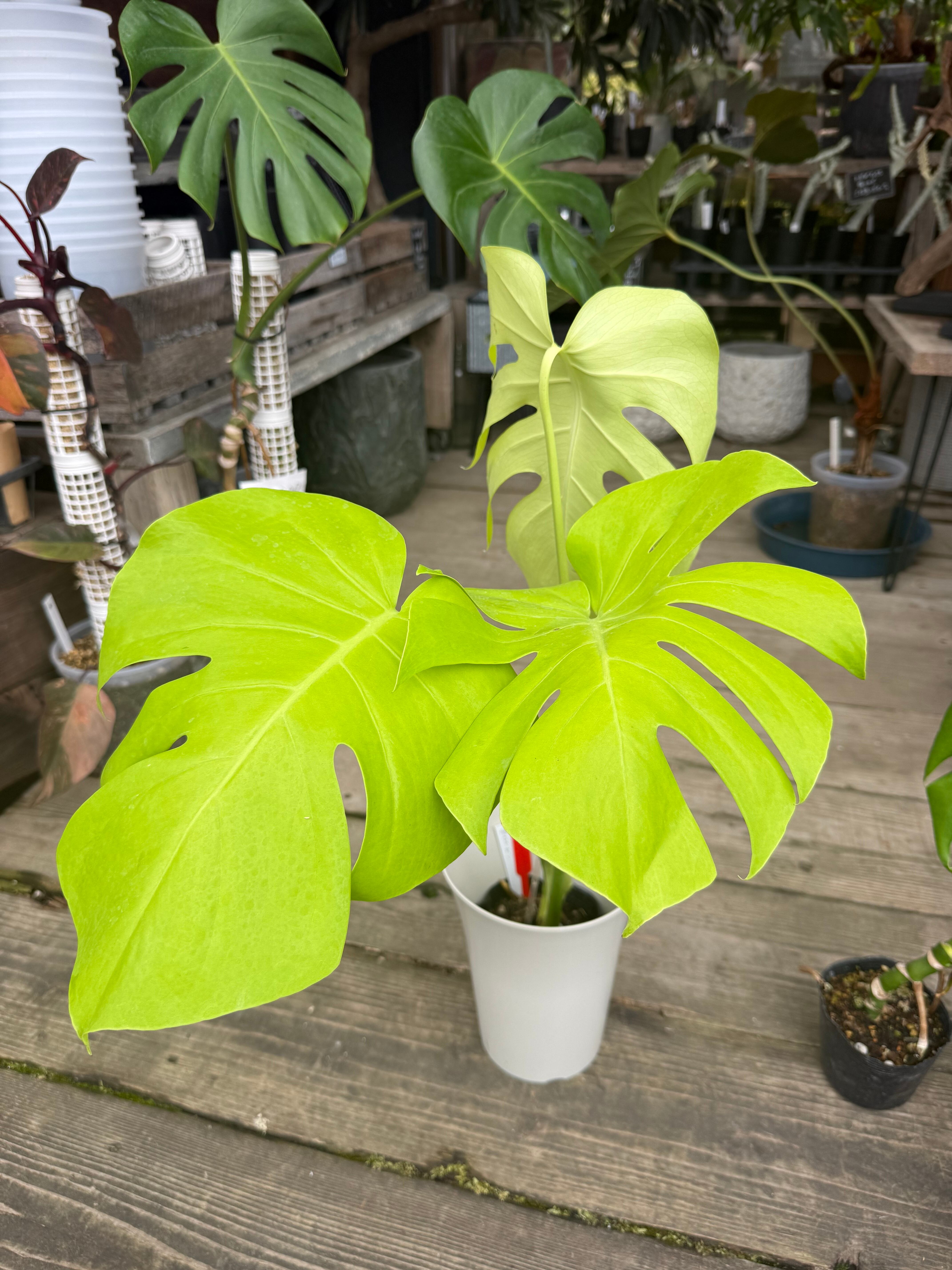 モンステラ スケルトン 6号鉢 | MIDORIYA 観葉植物専門店