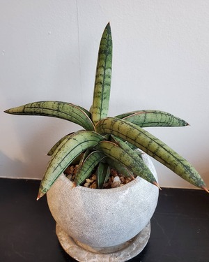 Sansevieria lav1970 Fat SUMO（スモウ）【artPLANTs】サンスベリア/サンセベリア