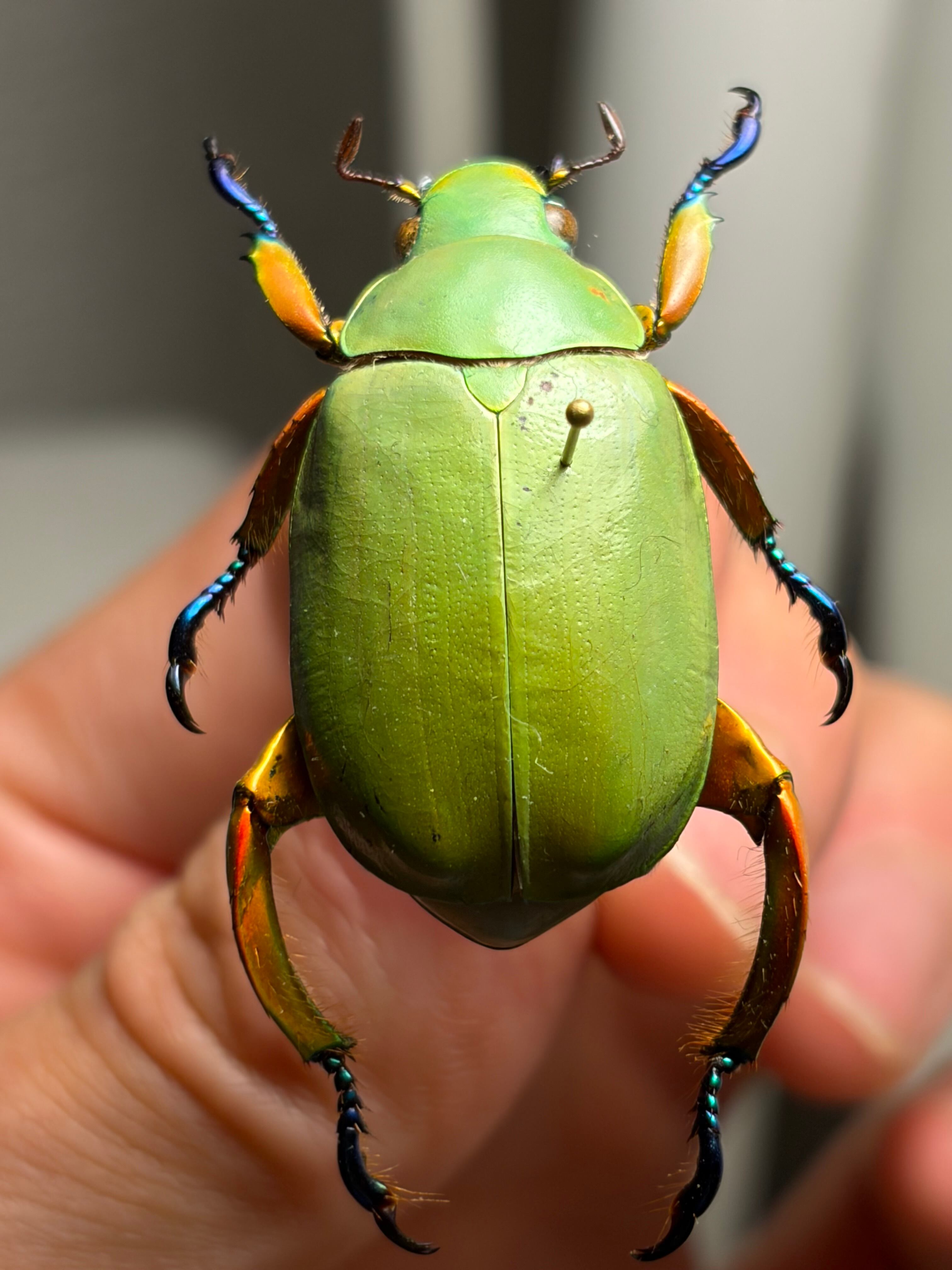 32mm】モモブトウグイスコガネ 標本 プラチナコガネ | オモニキチュウ