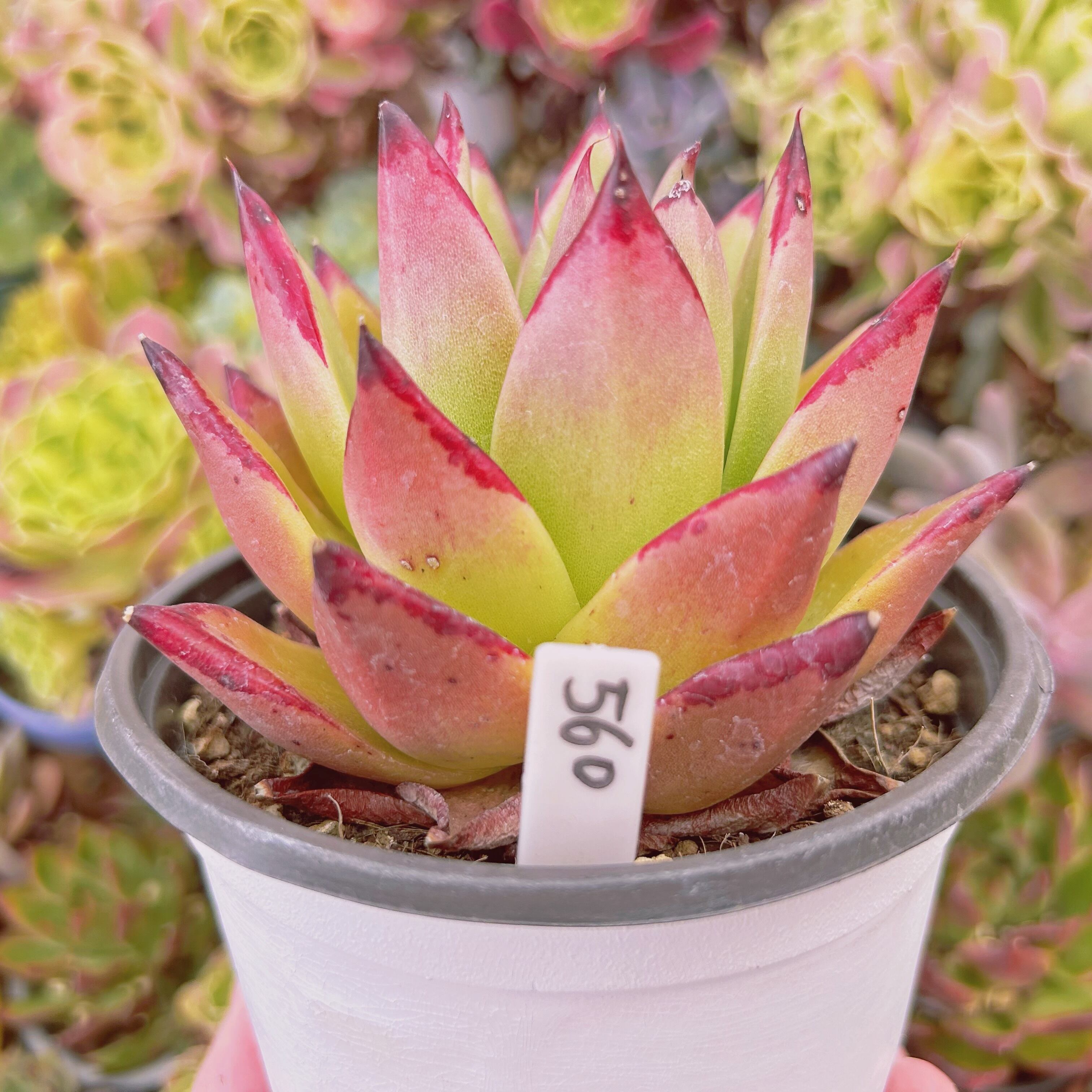 560現物 多肉植物 黄壇 特大 抜き苗 | るる農園~多肉植物専門