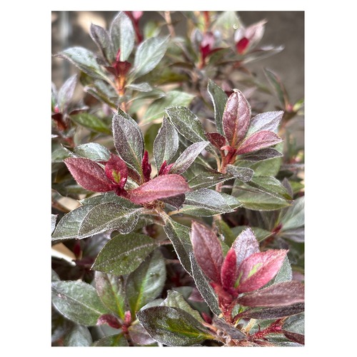 Rhododendron 'copper ever'