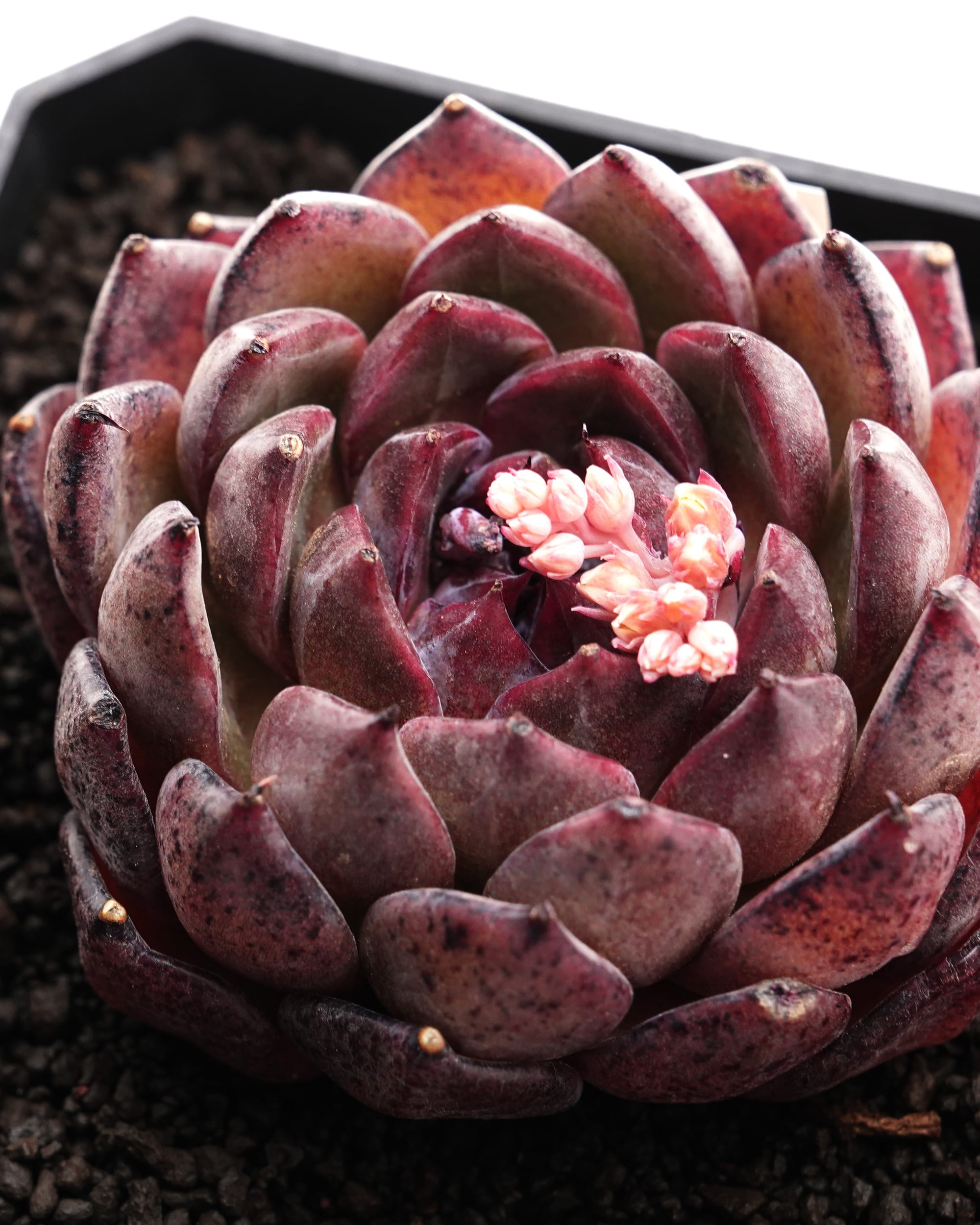 カット苗 紫怡 【日本初上陸？！】 Echeveria 'Ziyi' | PUKUBOOK