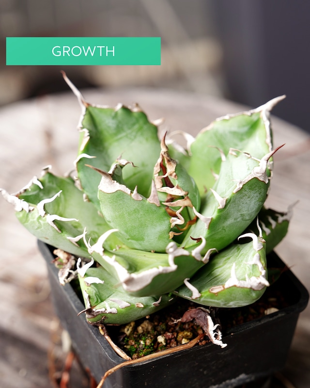 発根済カット苗 魔丸 Agave titanota 'Mamaru'