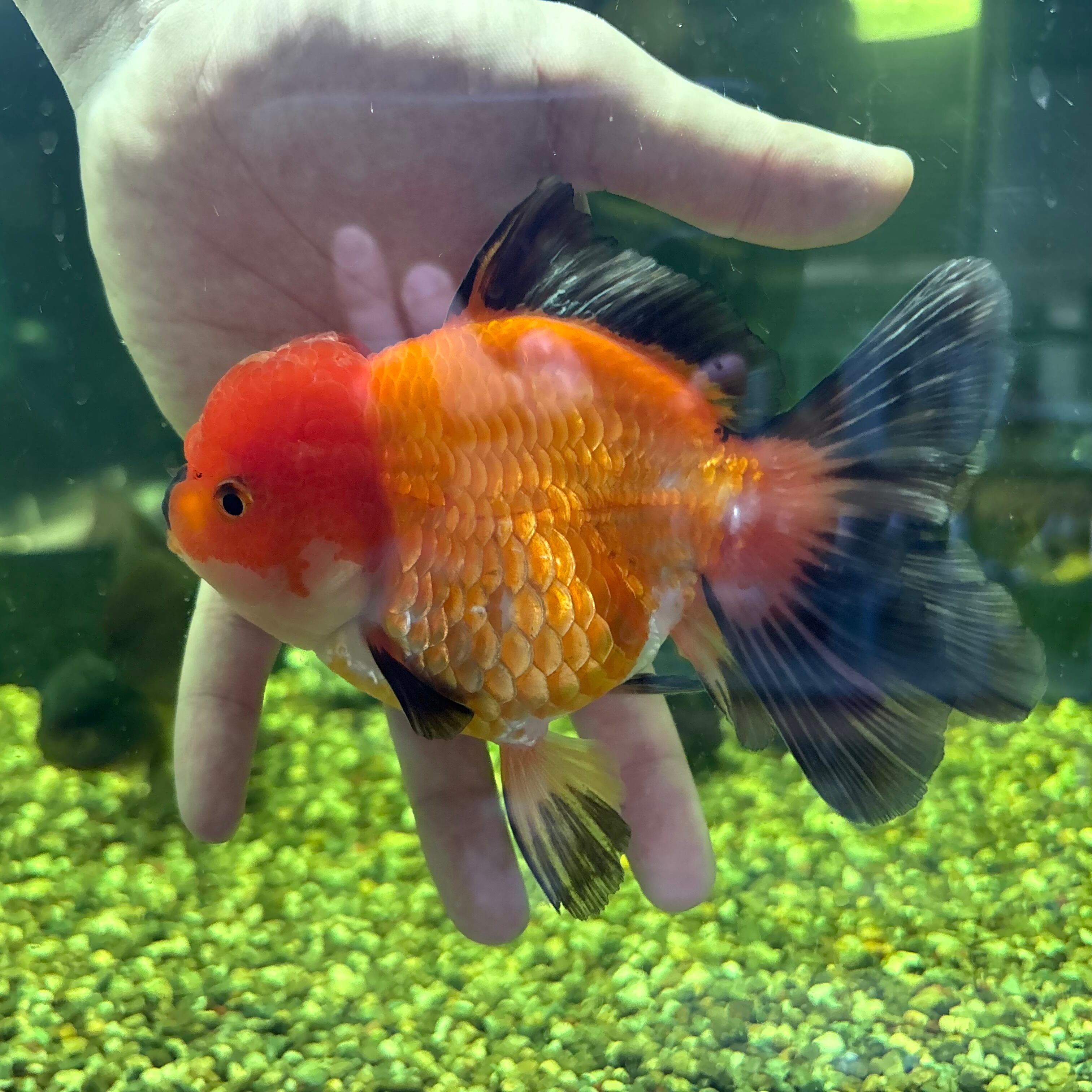 金魚様専用