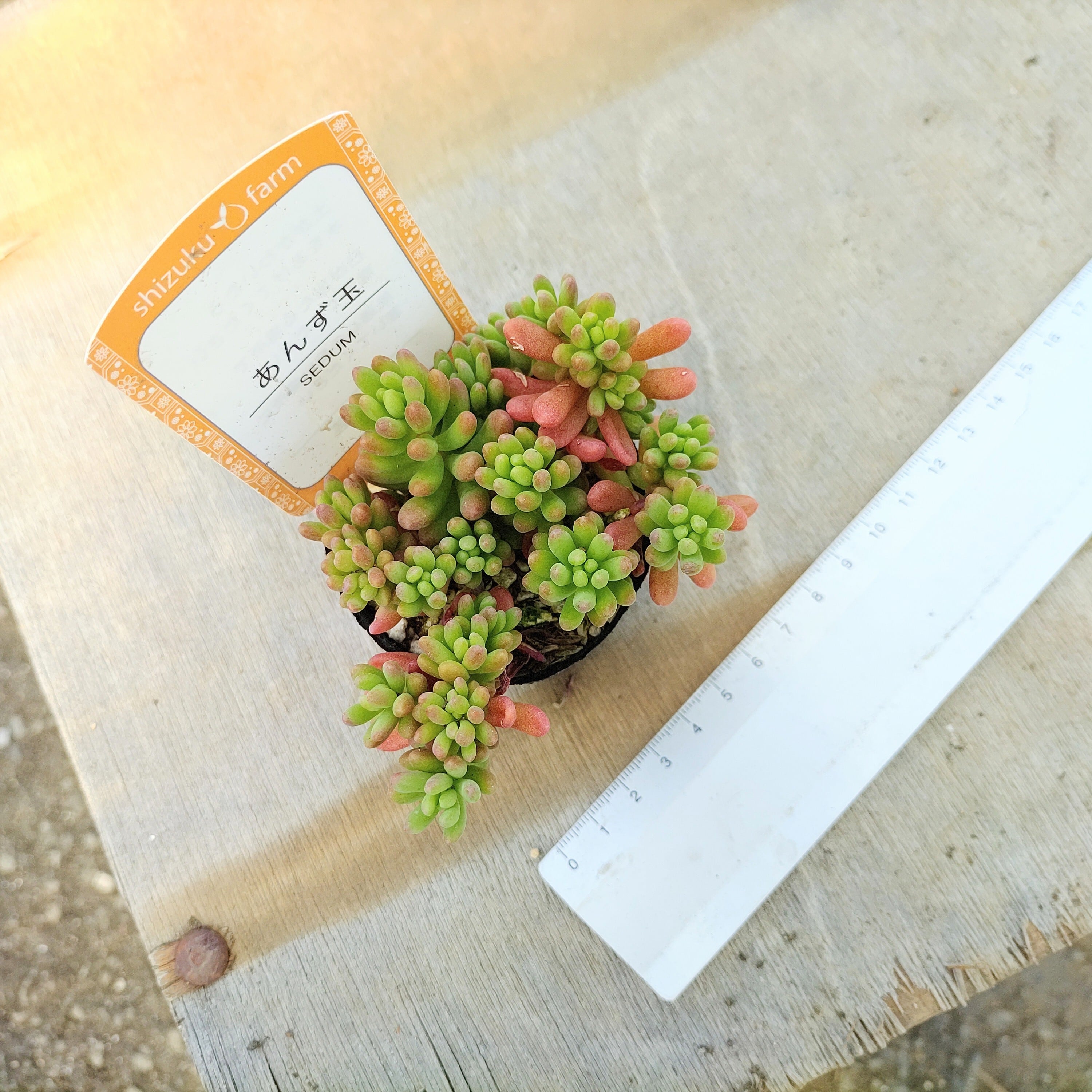 あんず玉（雫ファーム）限定2点 | RuPo 多肉植物専門店