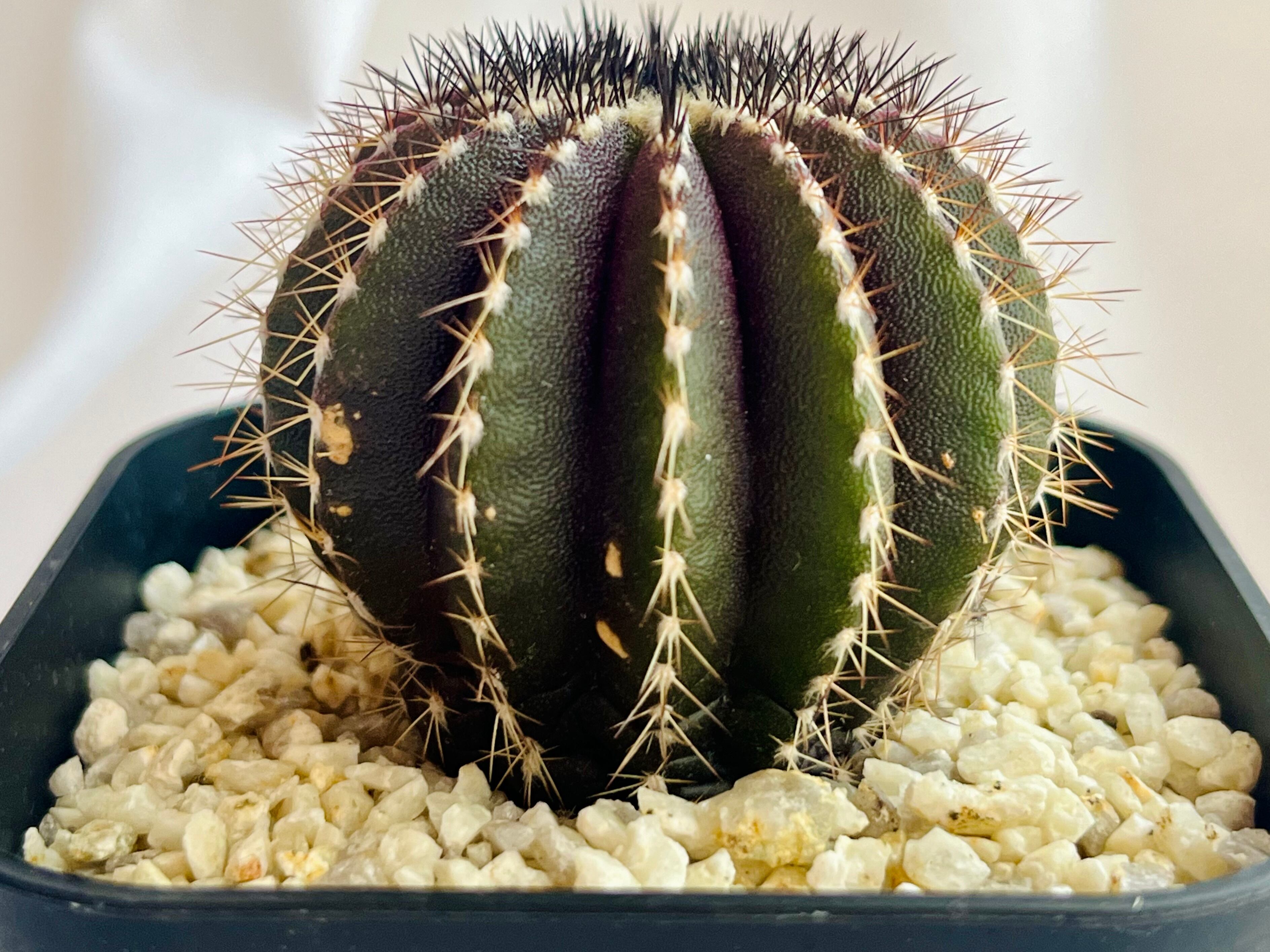 Uebelmmania pectinifera ユーベルマニア・ペクチニフェラ サボテン