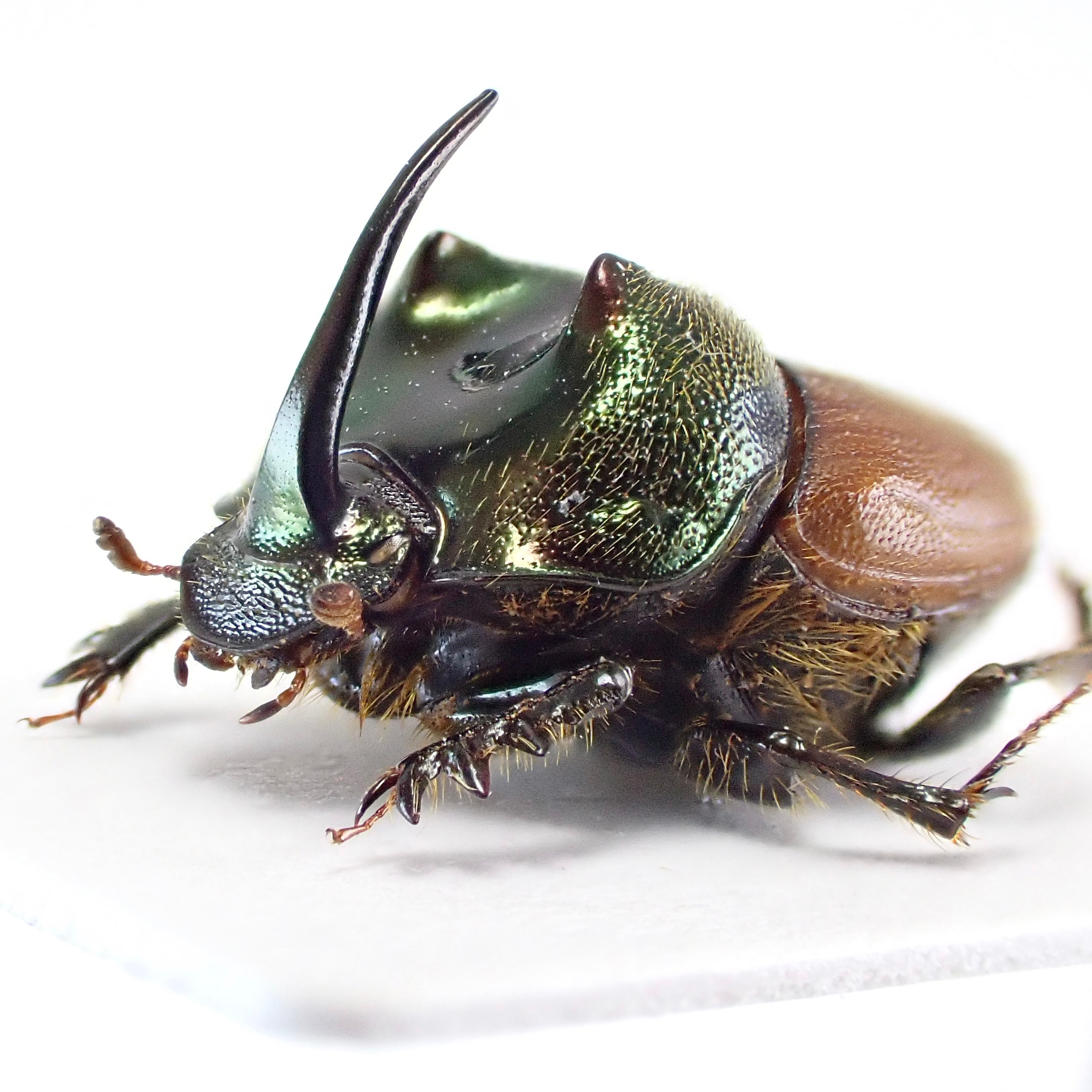 タンザニア産 Proagoderus sp. ♂♀ 9mm/9mm | 昆虫標本 Diggers & Rollers