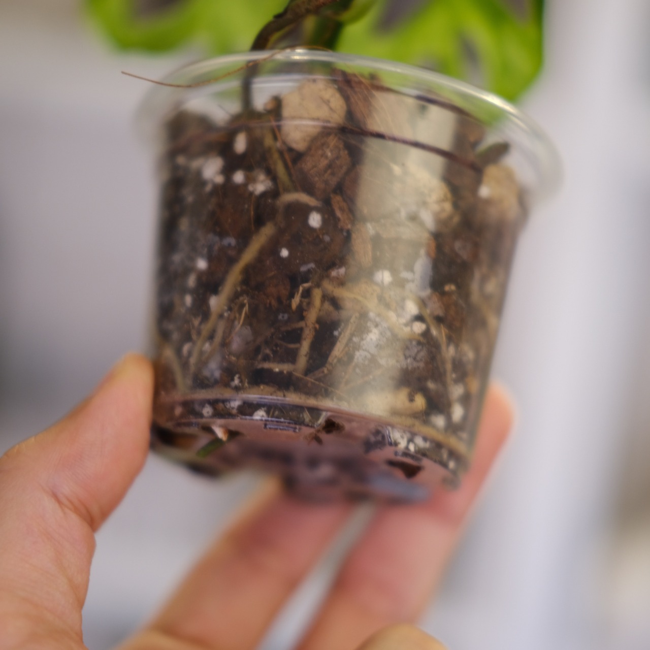 Monstera adansonii Mottled / モンステラ アダンソニー ミント㉙ / 観葉植物