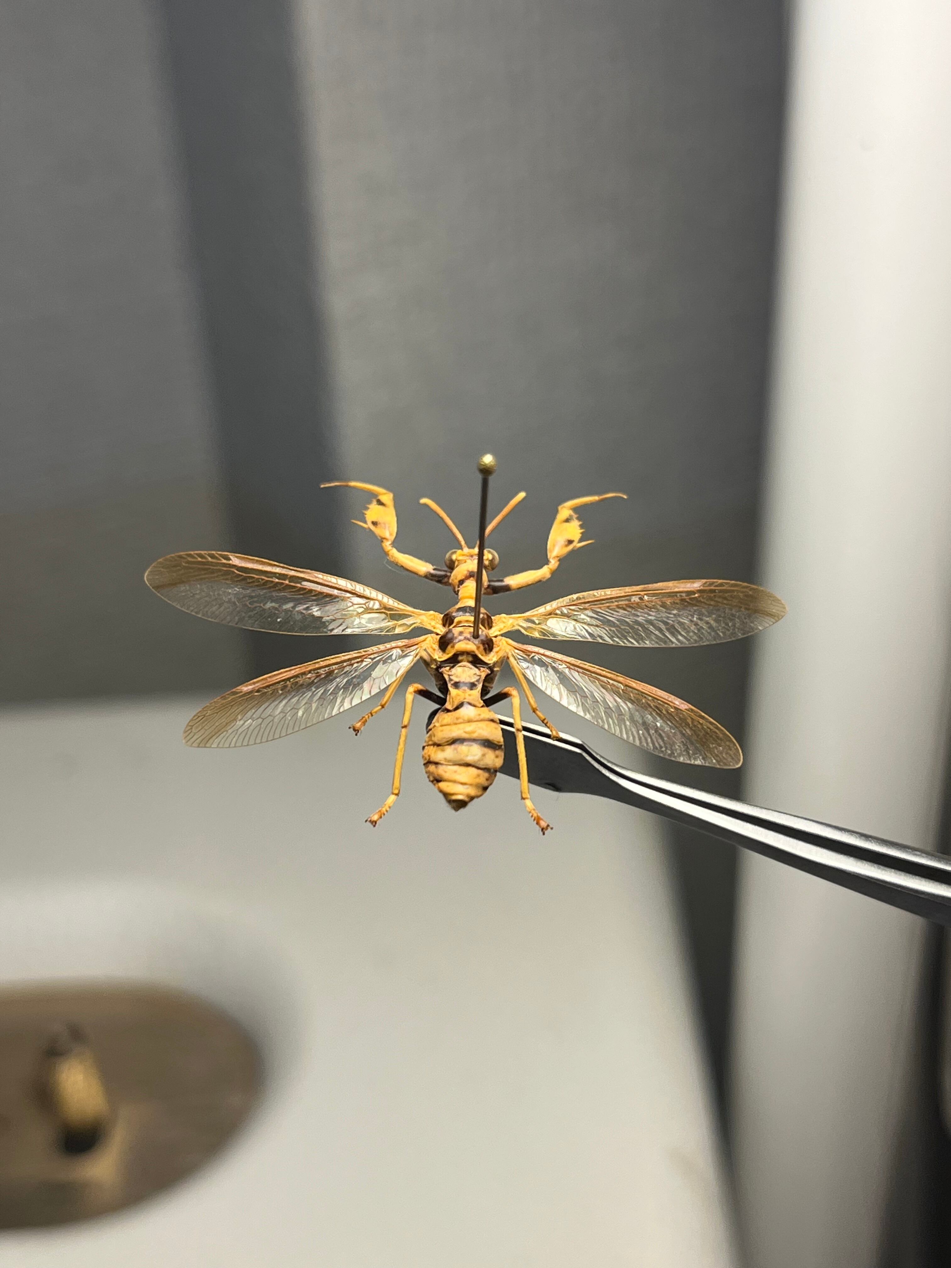 オオイクビカマキリモドキの標本 ハエ カゲロウ かげろう ヘビトンボ 蜻蛉 オオイクビカマキリモドキの標本 ハエ カゲロウ かげろう ヘビトンボ